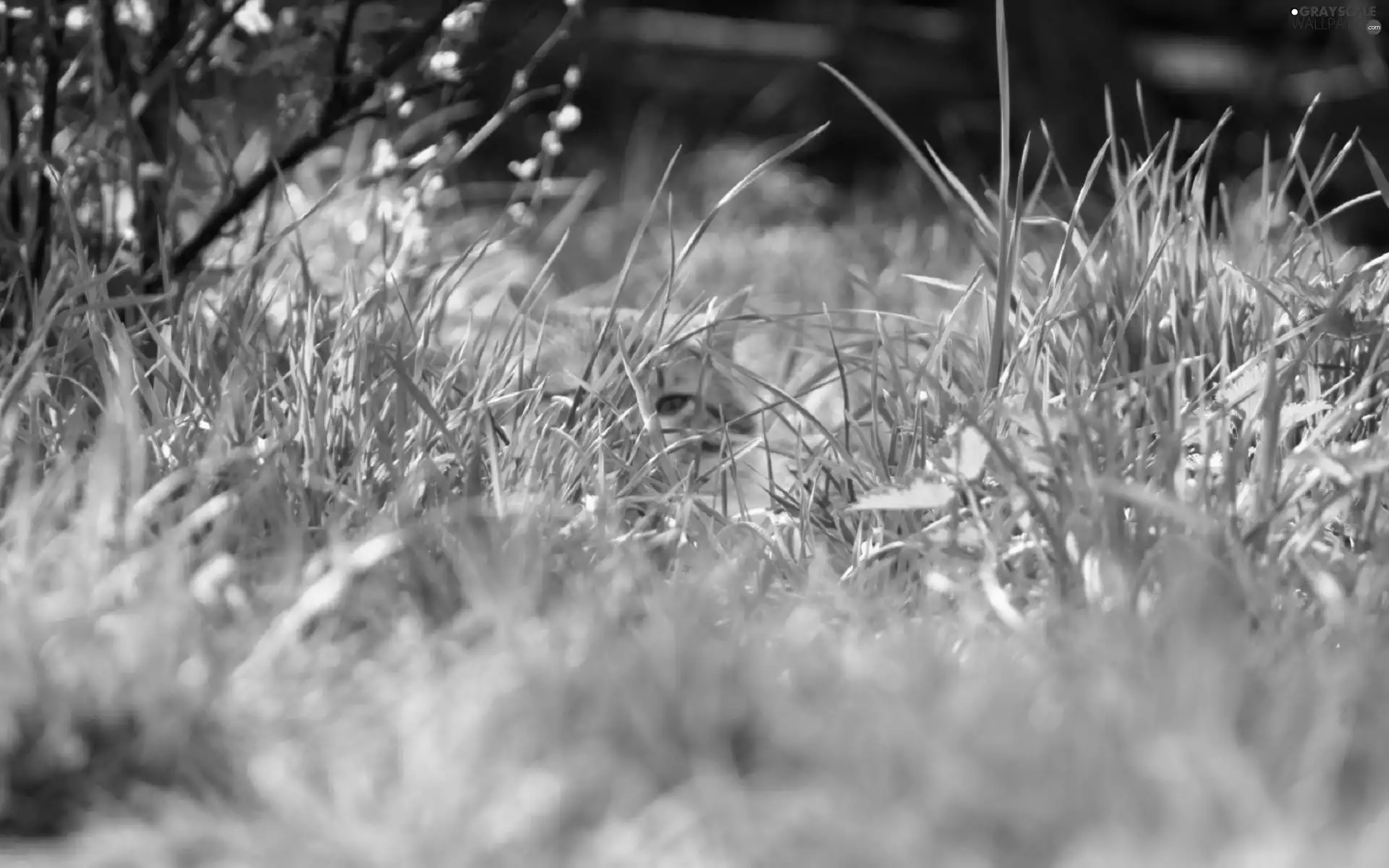 grass, cat, hunting