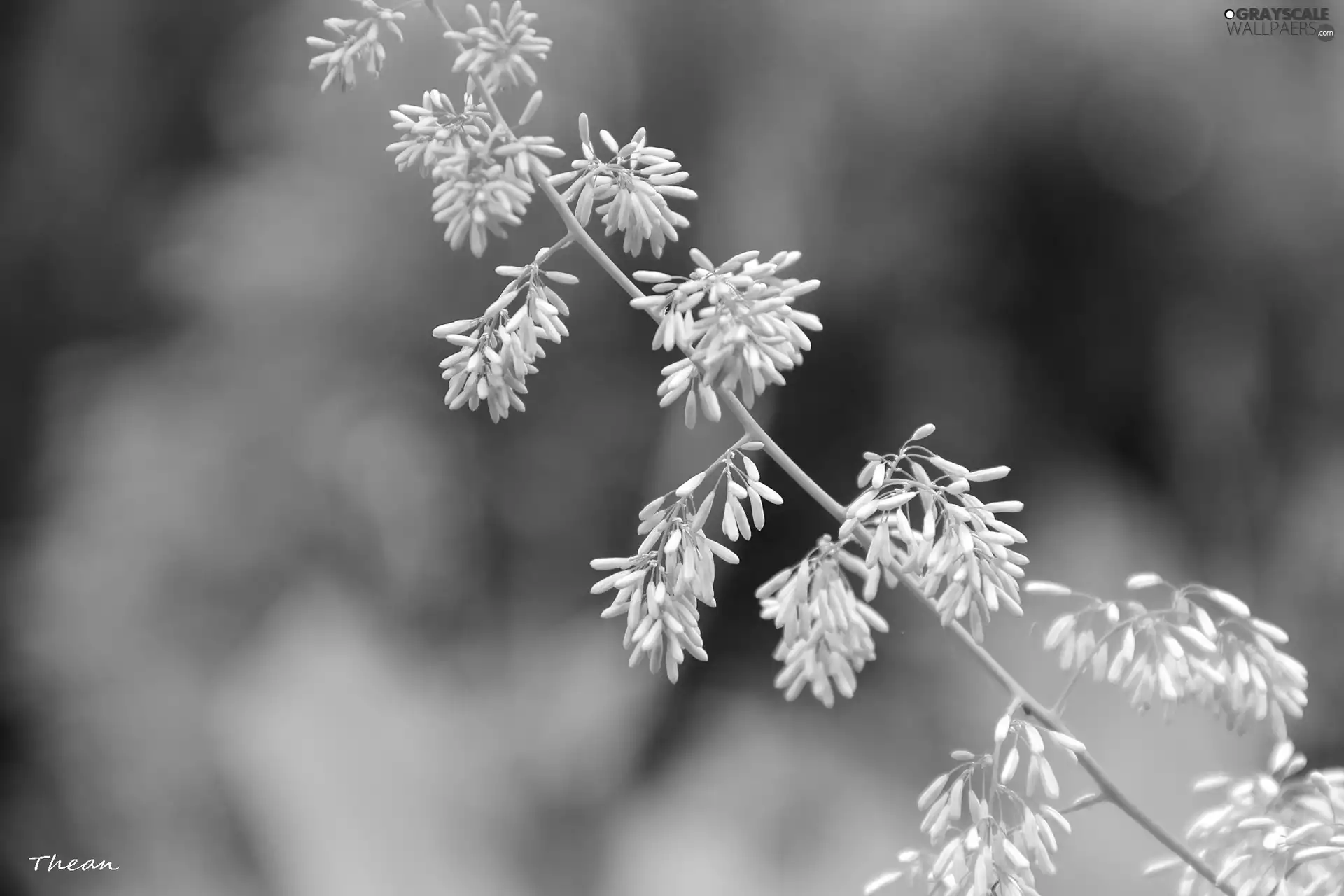 inflorescence, grass