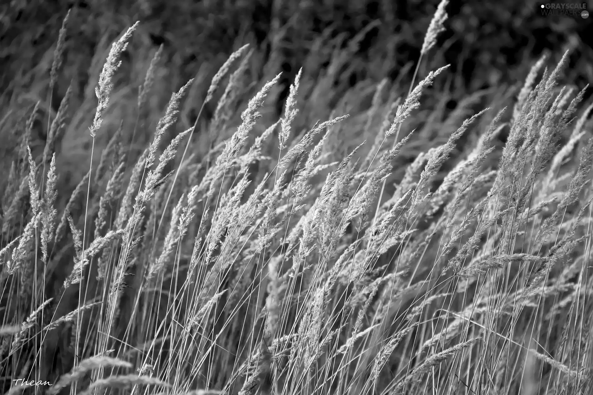 inflorescence, grass