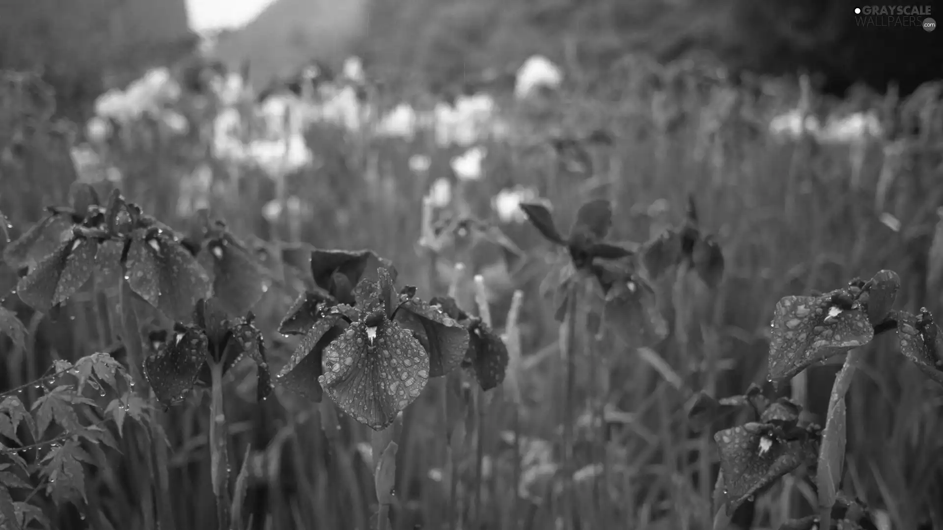 grass, purple, Irises
