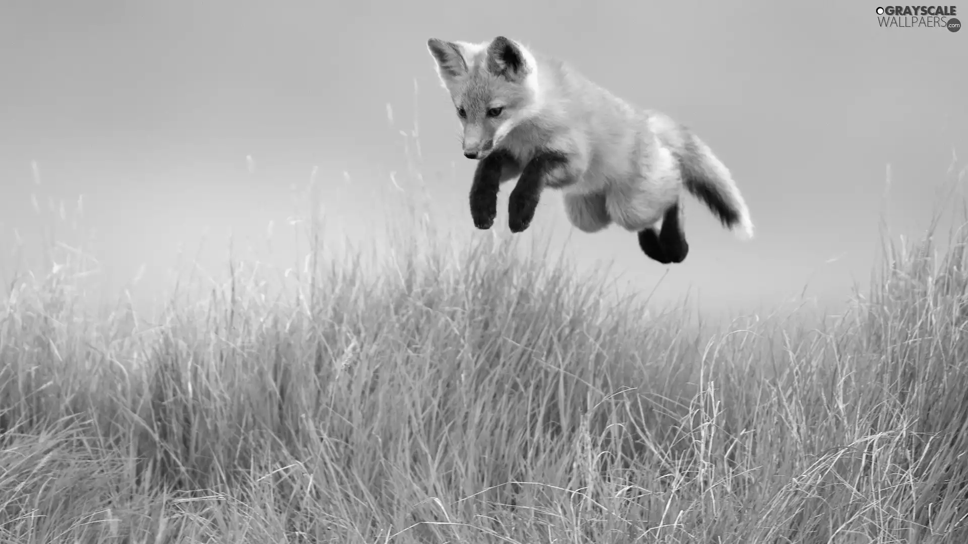 grass, Fox, jump
