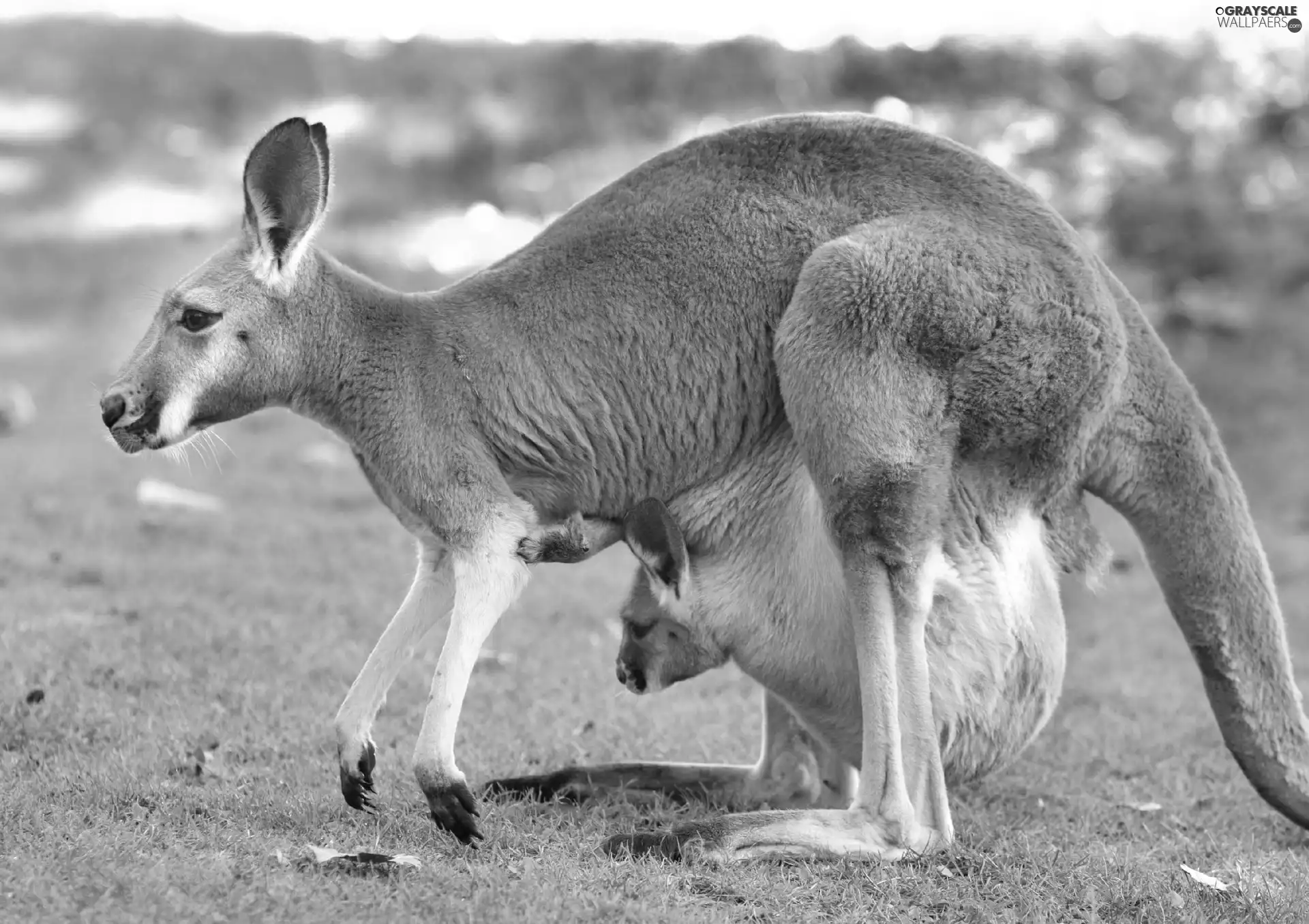 kangaroo, grass