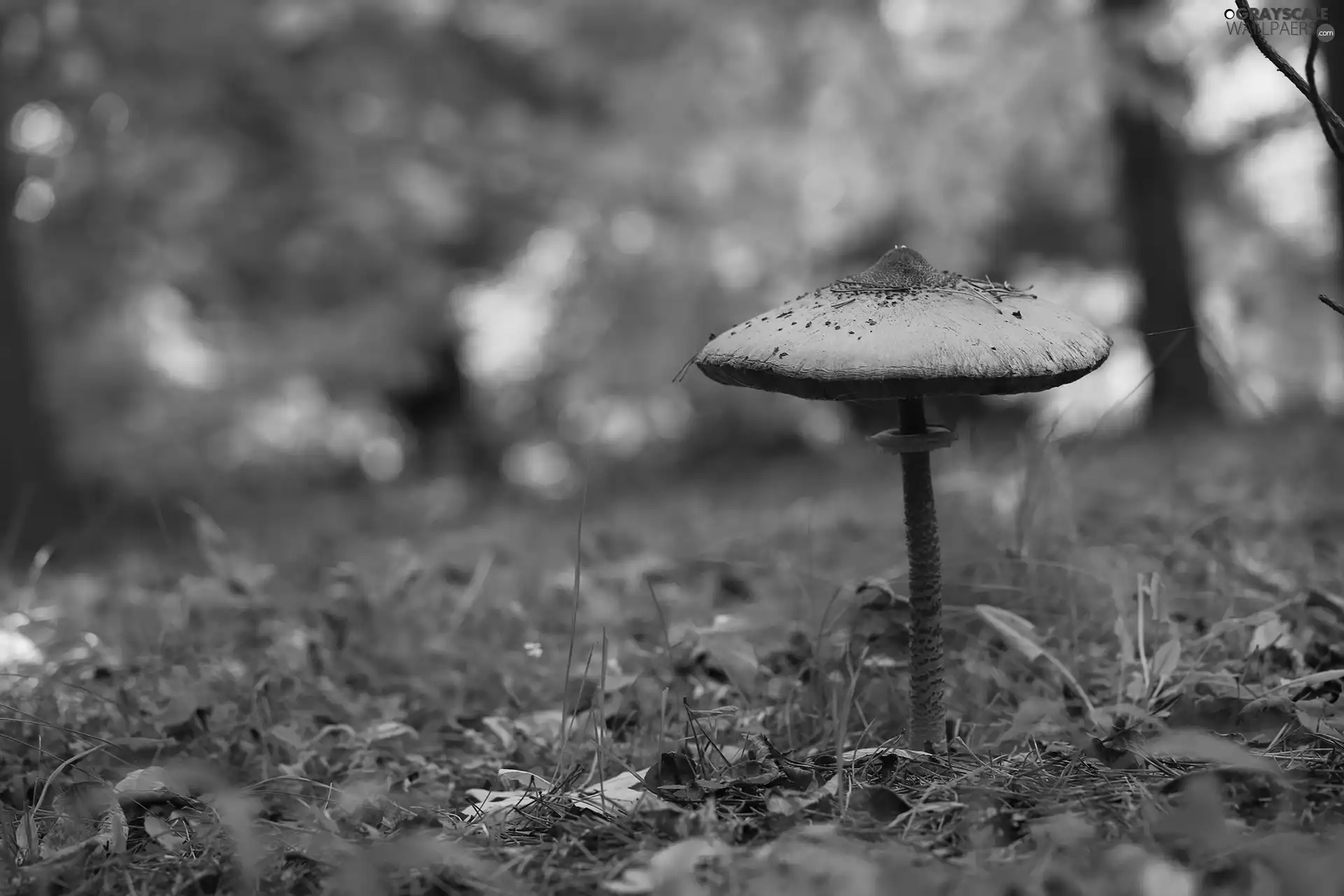 grass, Mushrooms, kite