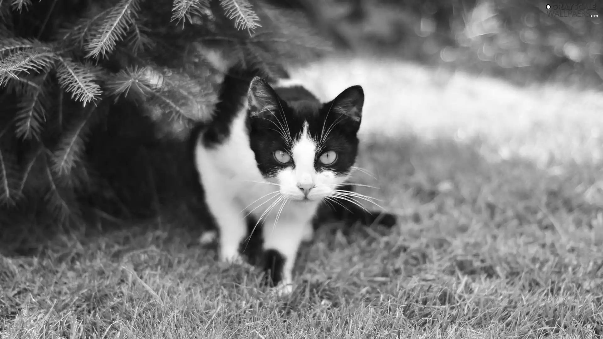 kitten, grass