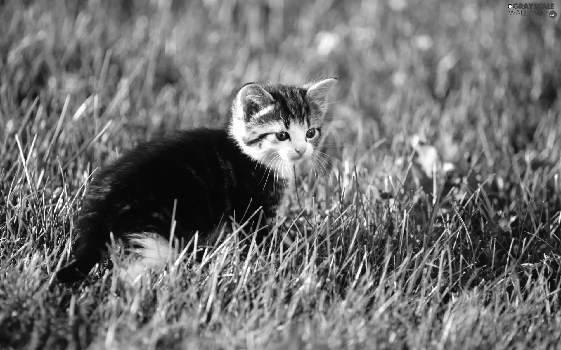 kitten, grass