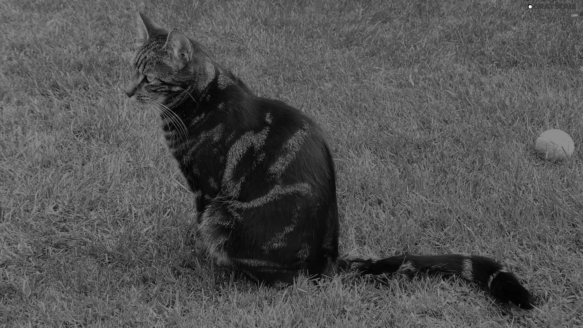 grass, Black, kitten