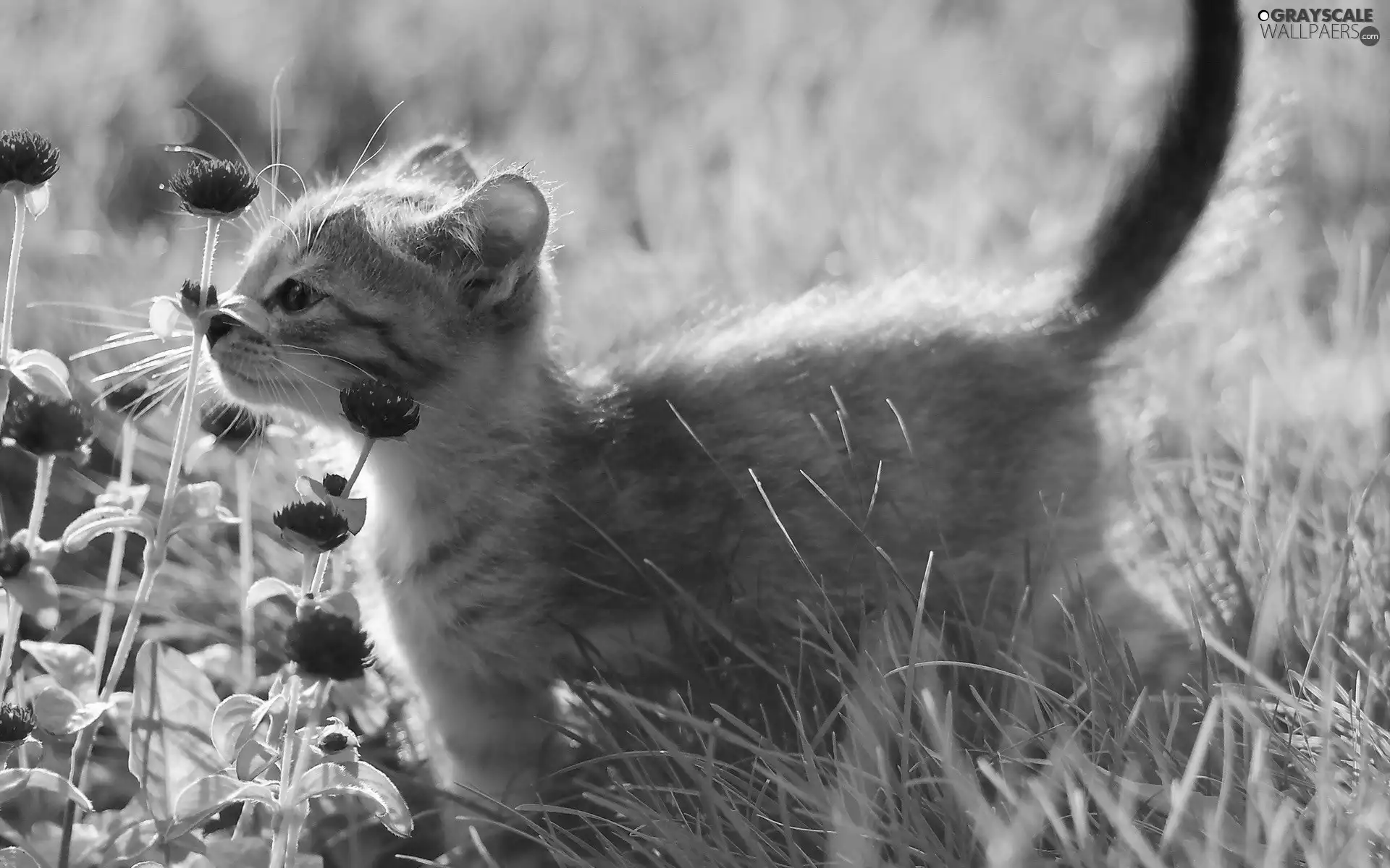 kitten, Flowers, grass, Meadow