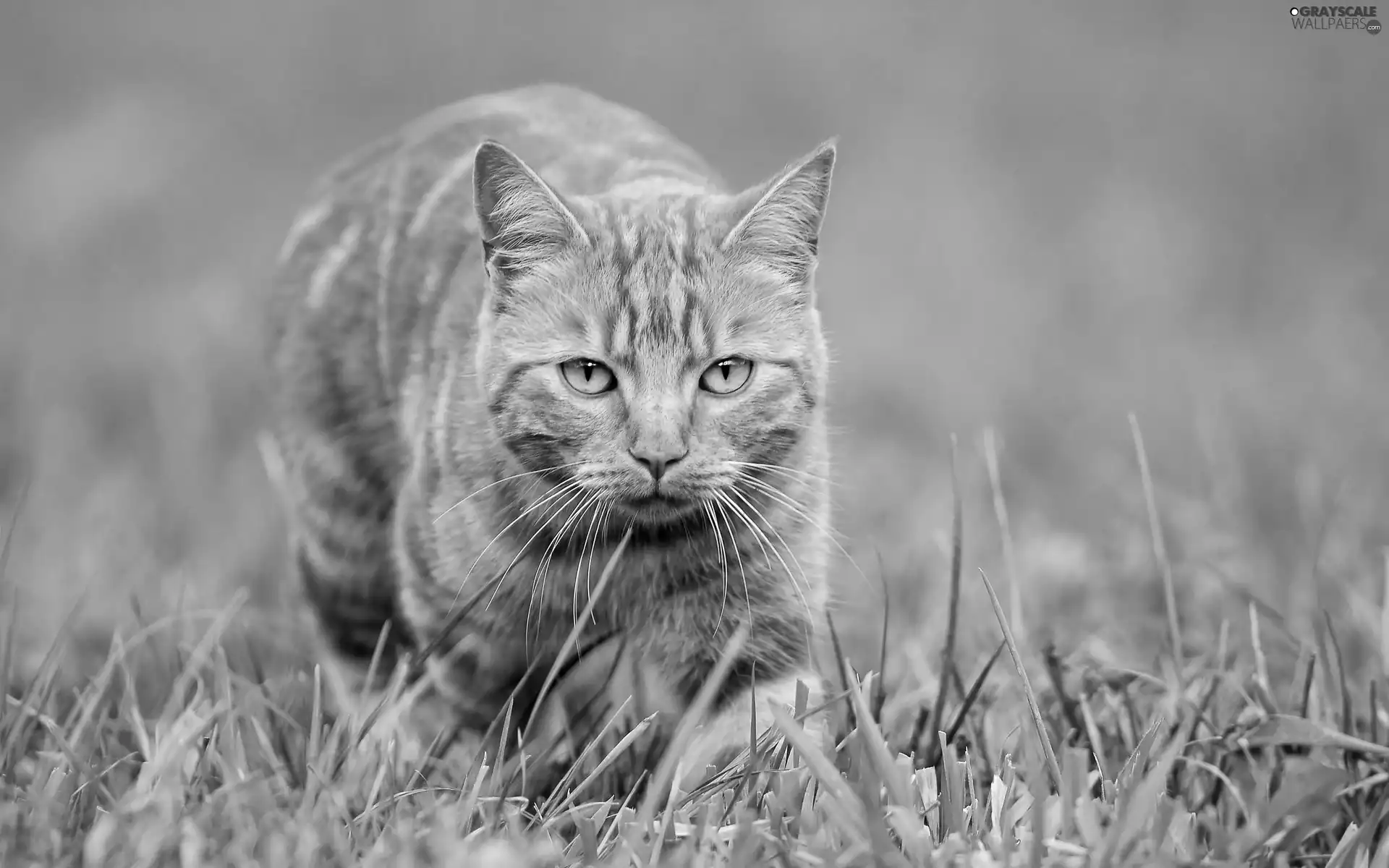 grass, ginger, kitten