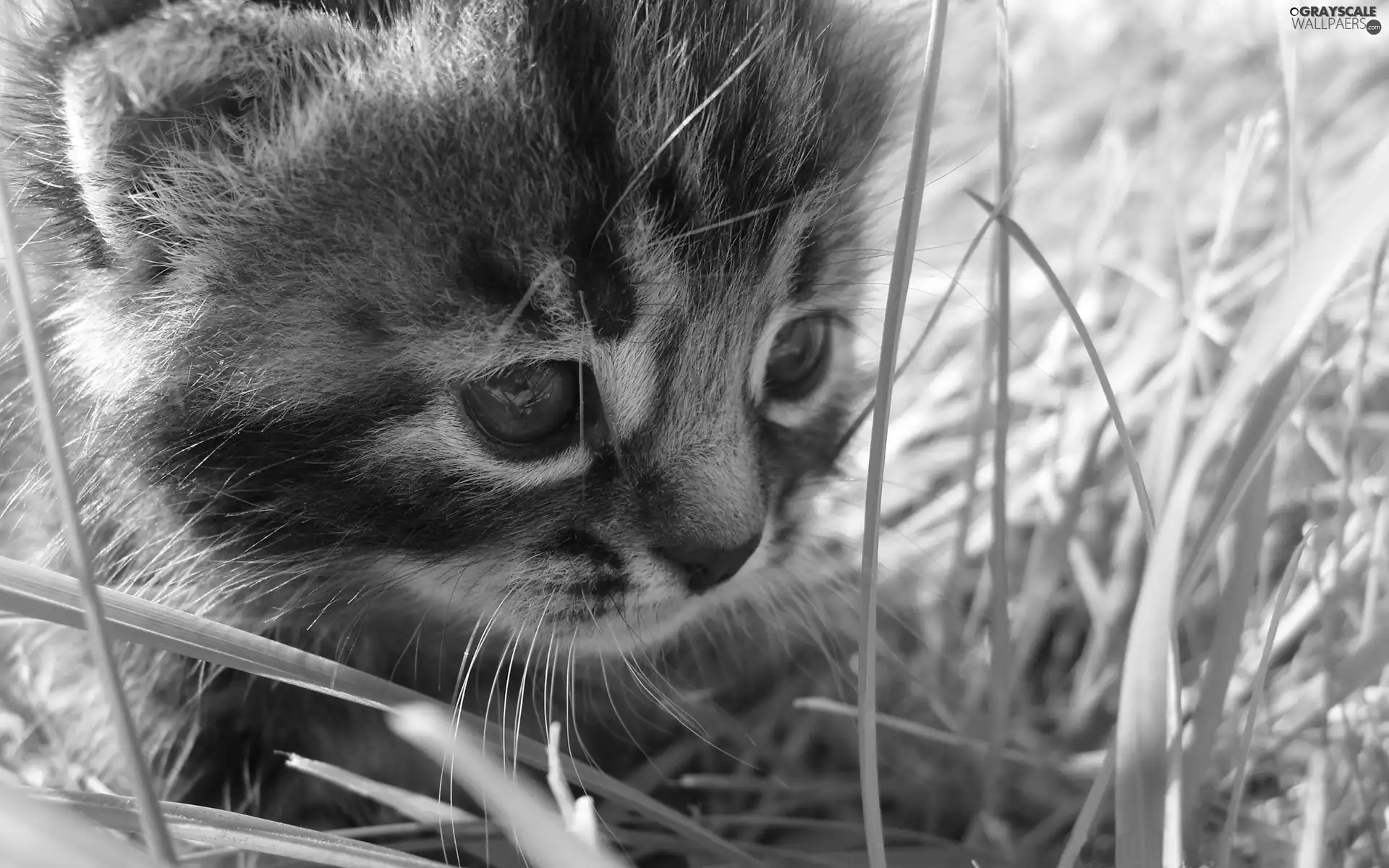 grass, honeyed, kitten