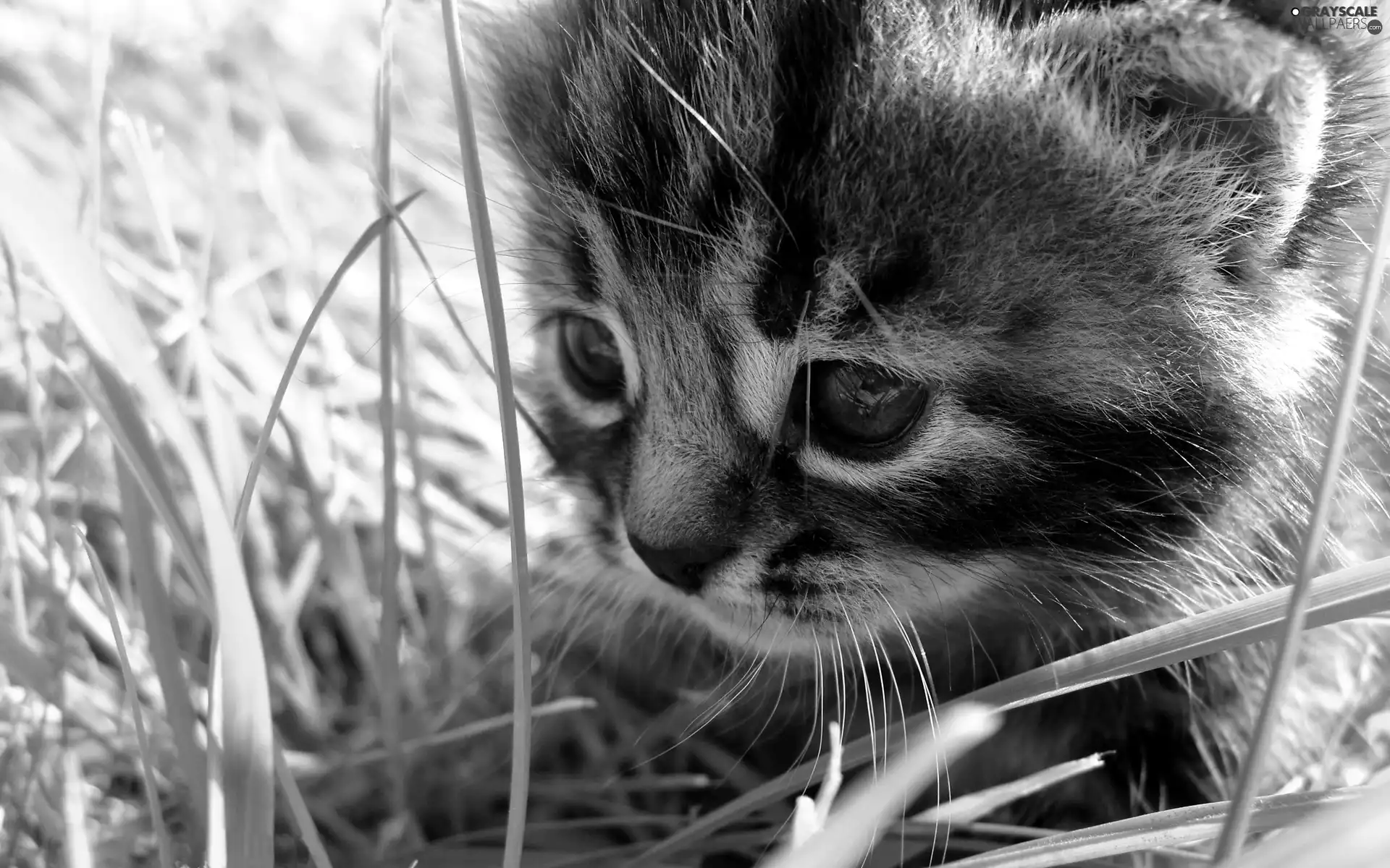 grass, small, kitten