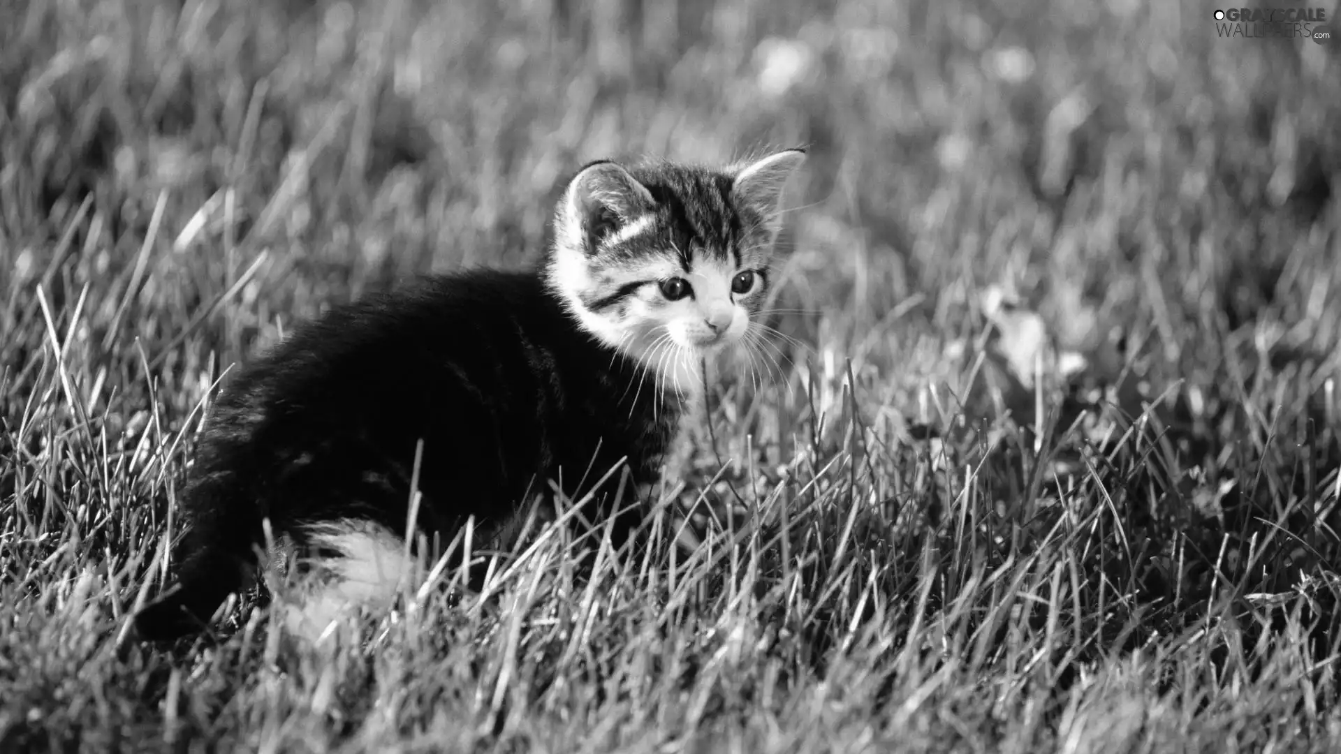 grass, small, kitten