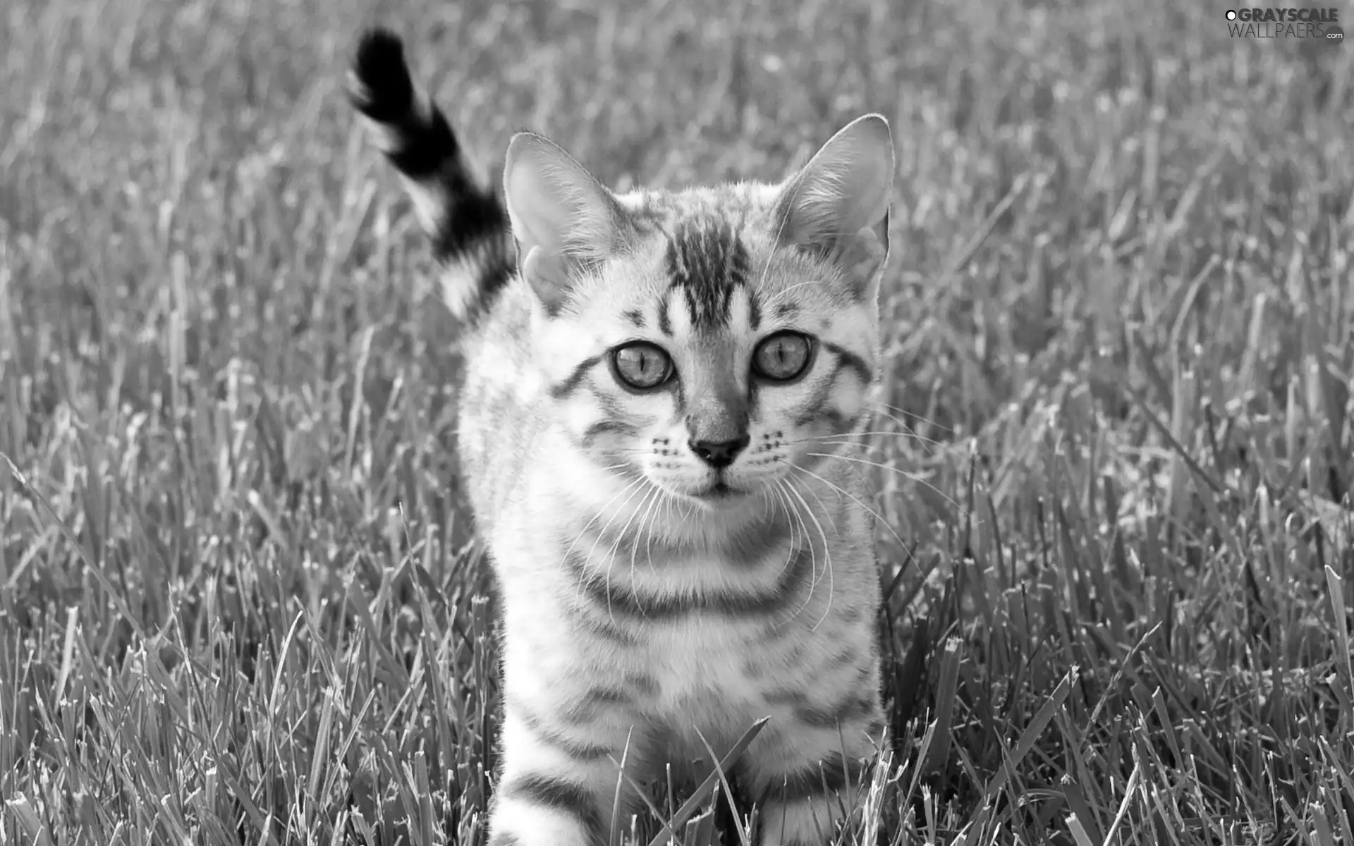 grass, small, kitten