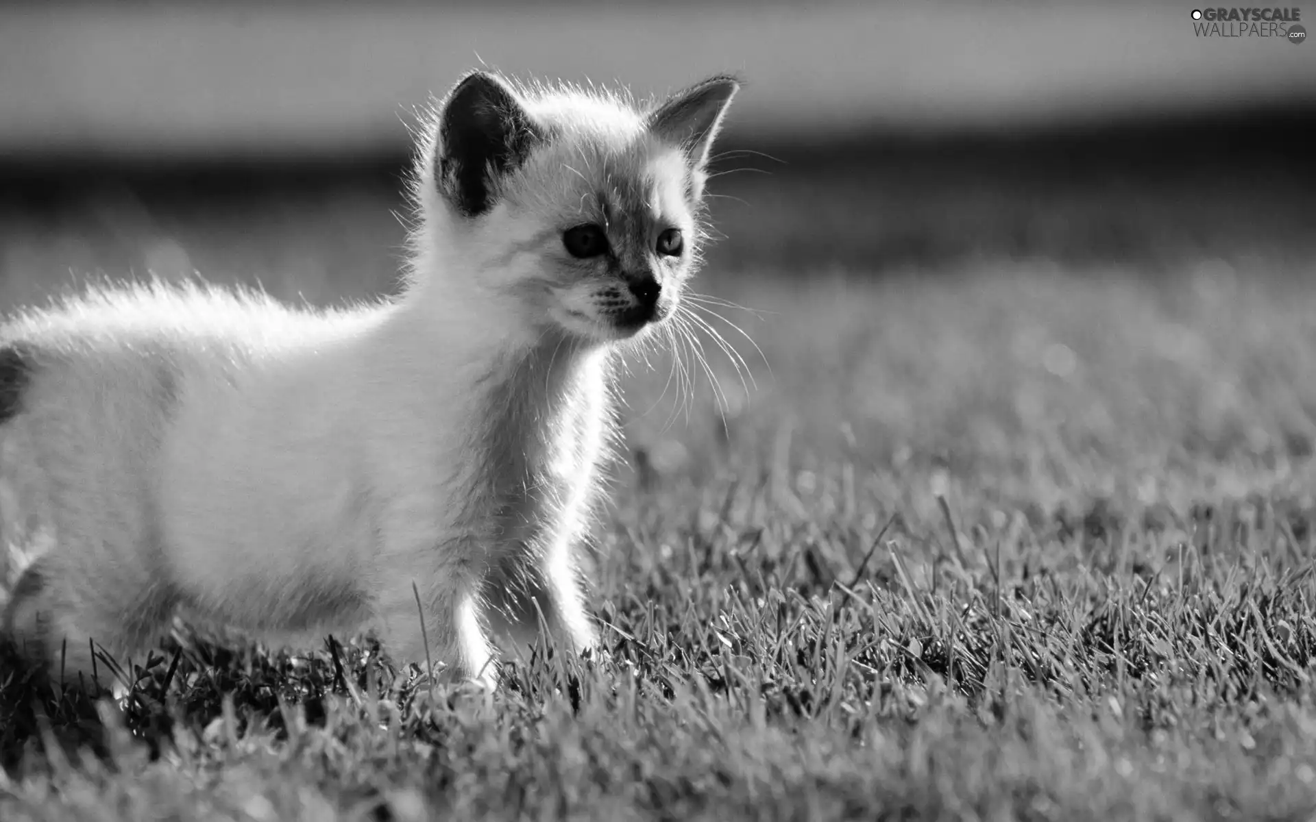 grass, small, kitten