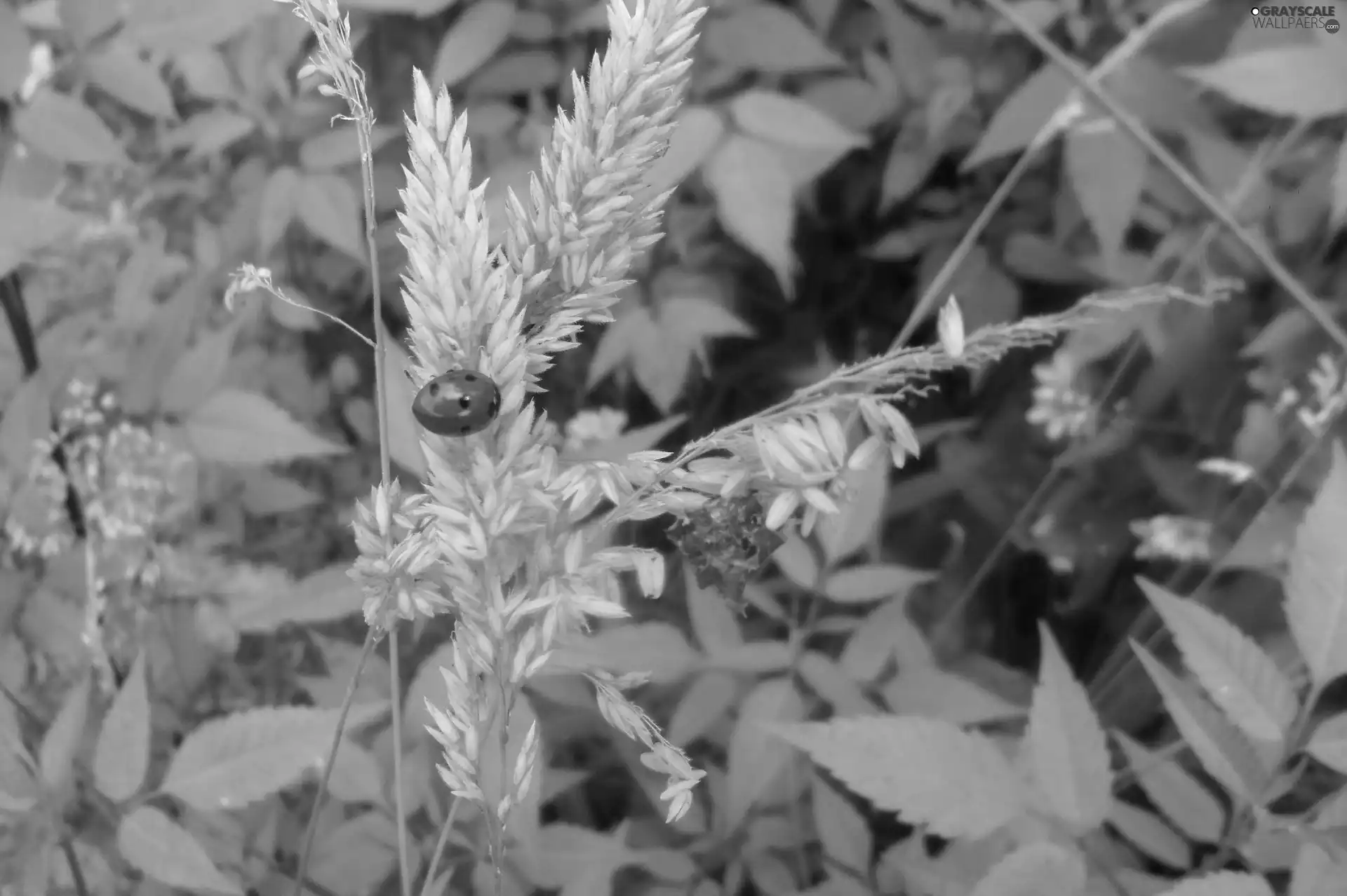 ladybird, Rising, grass, an