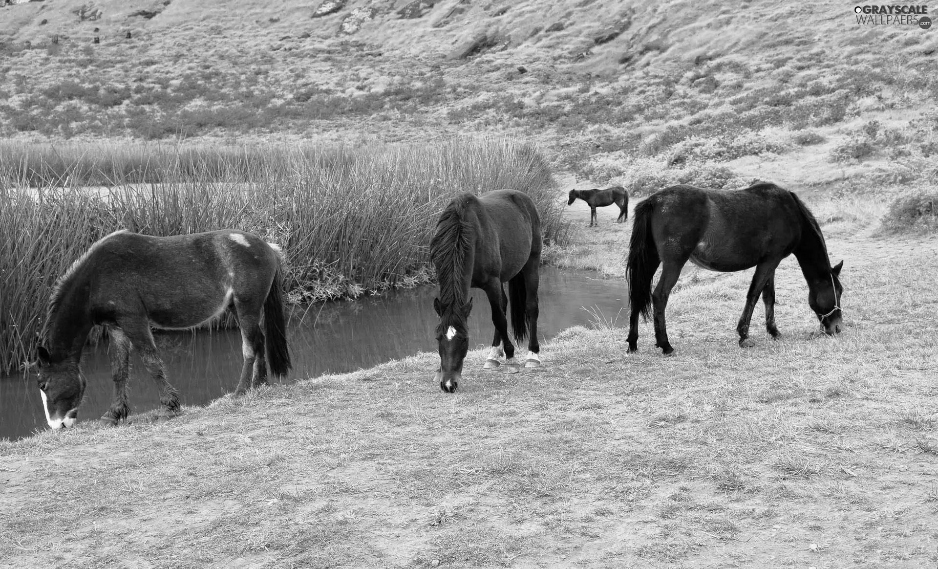 grass, bloodstock, lake