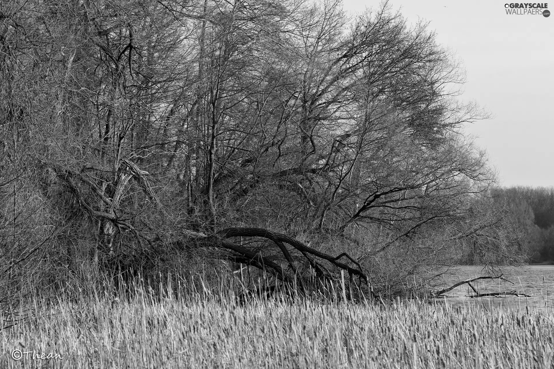 lake, viewes, grass, trees