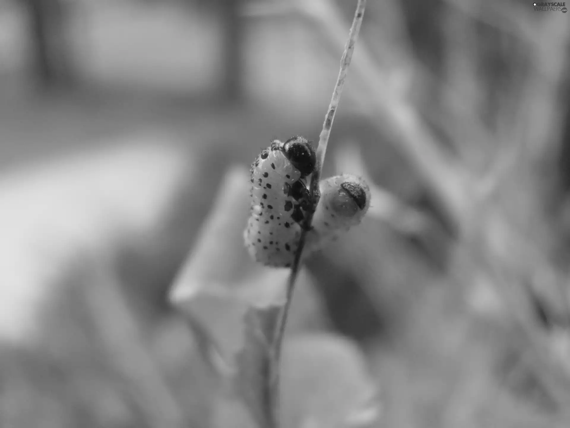 larvae, grass