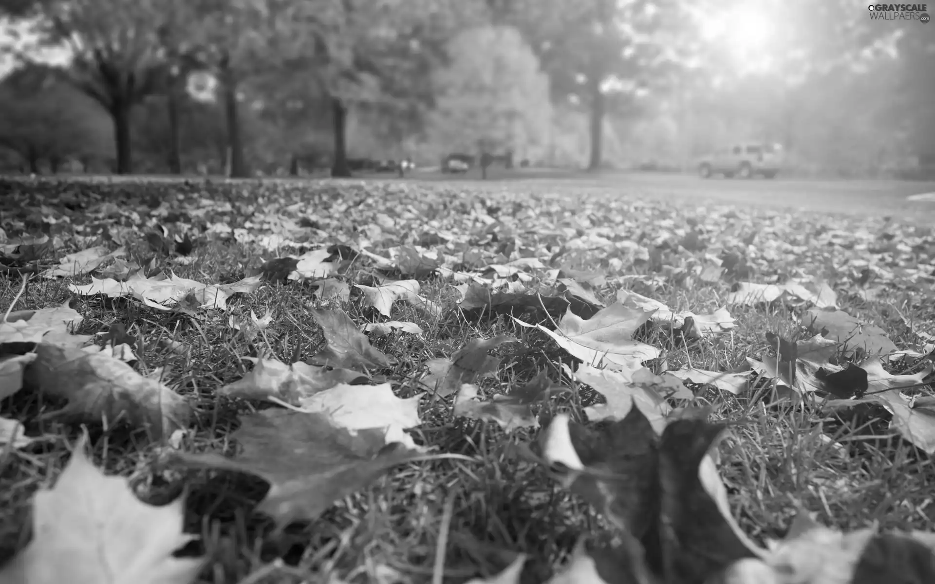 Leaf, grass