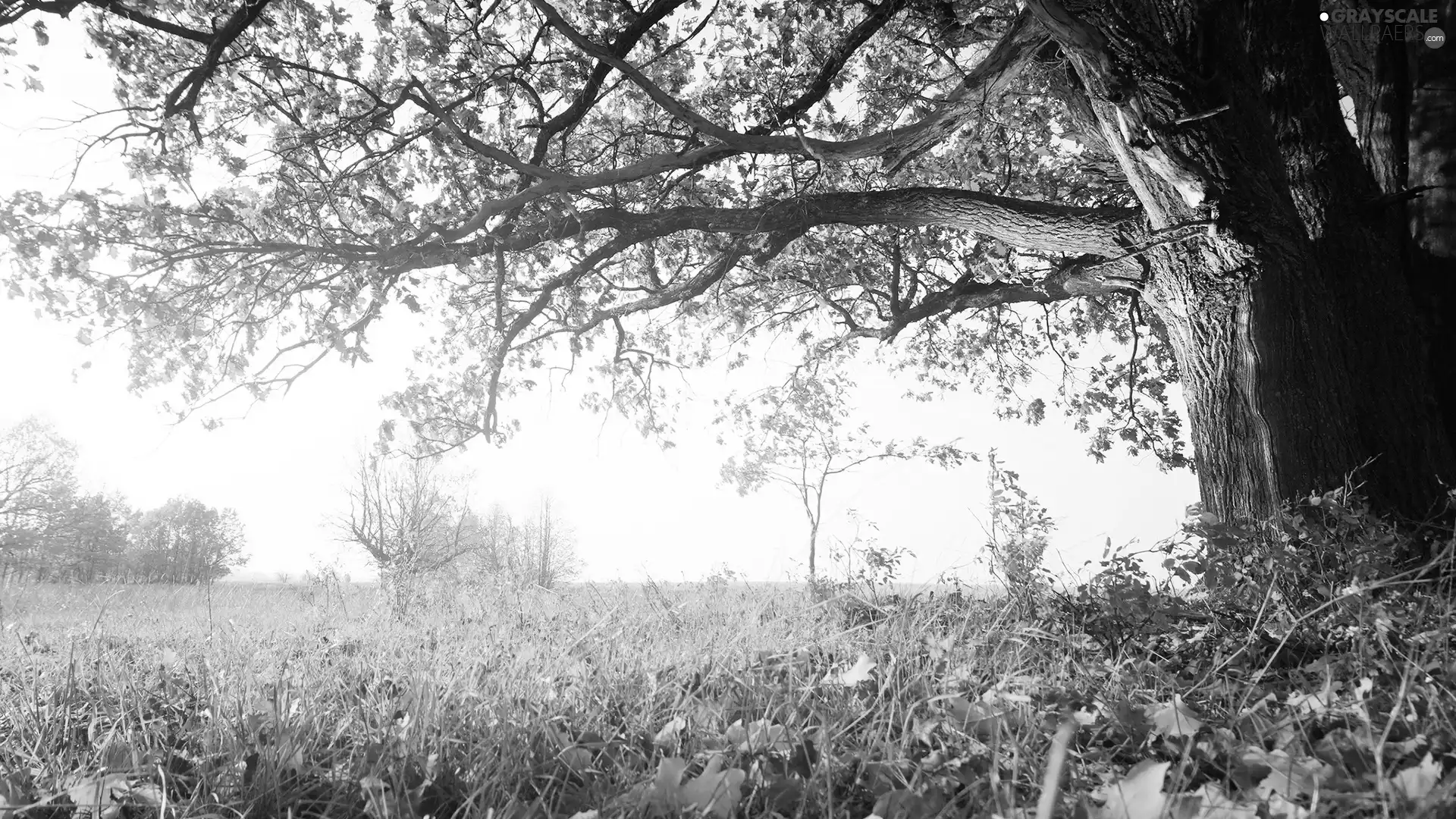 grass, Leaf, Meadow, trees, autumn