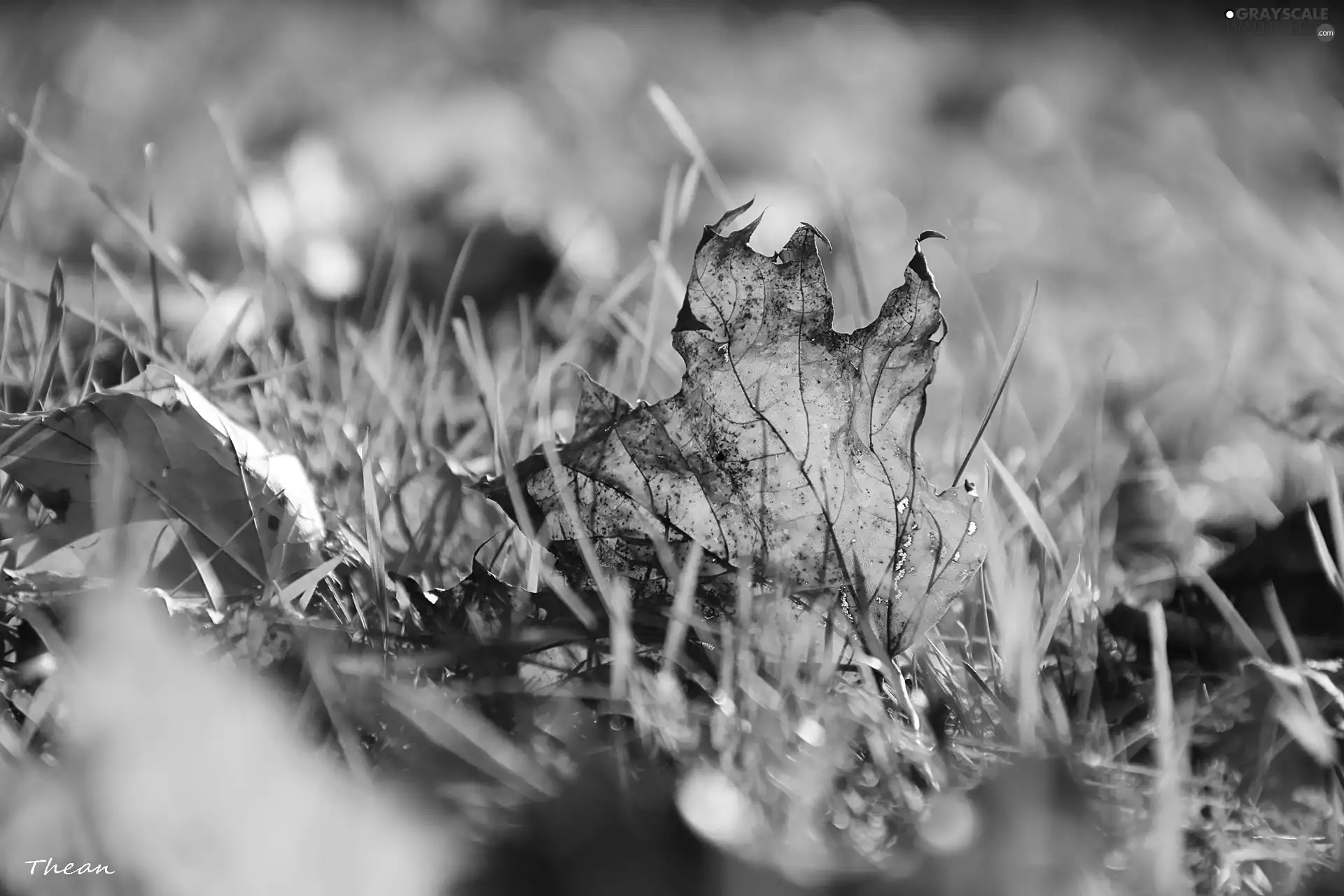 grass, dry, leaf