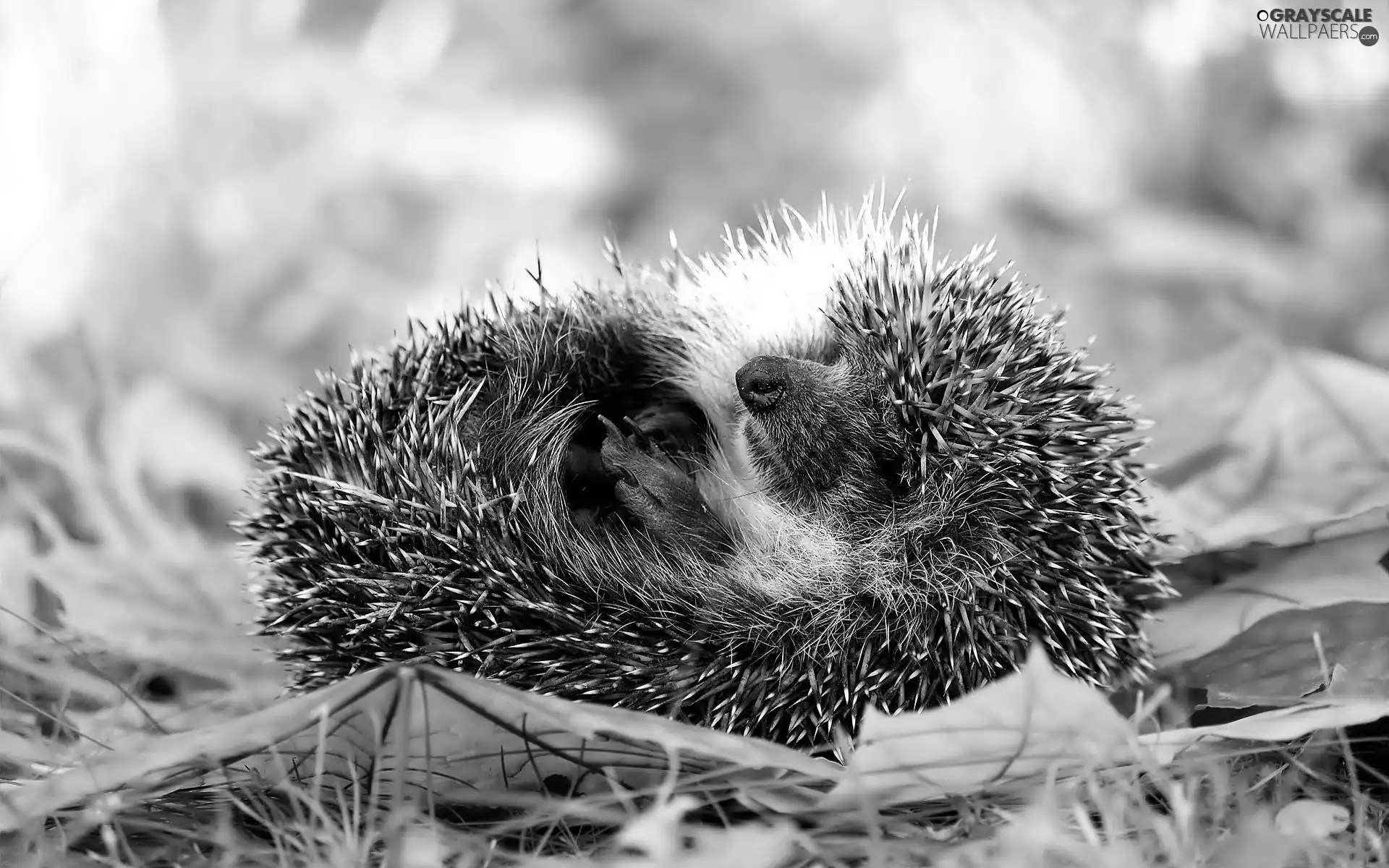 grass, hedgehog, Leaf