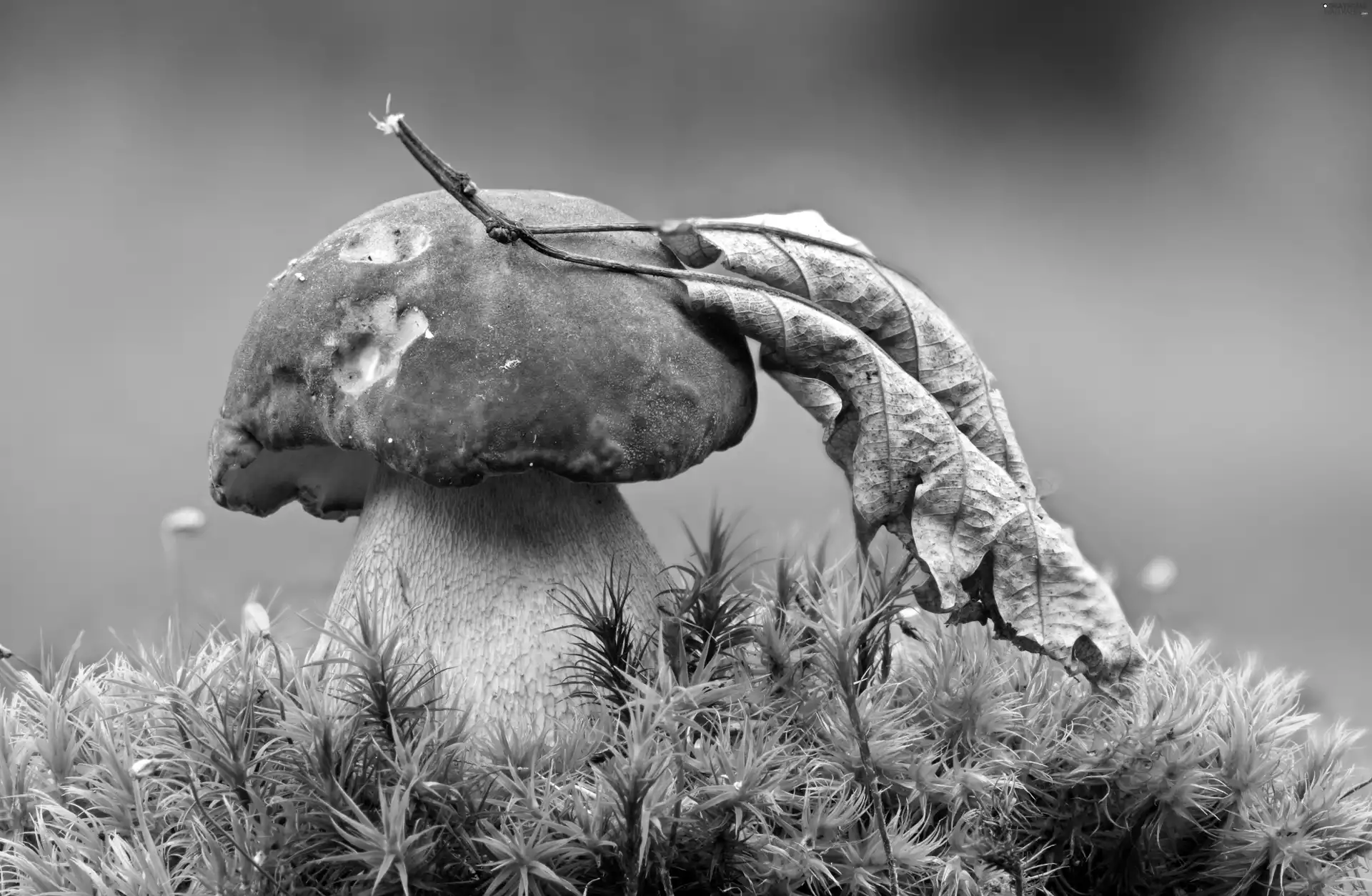 grass, Mushrooms, leaf
