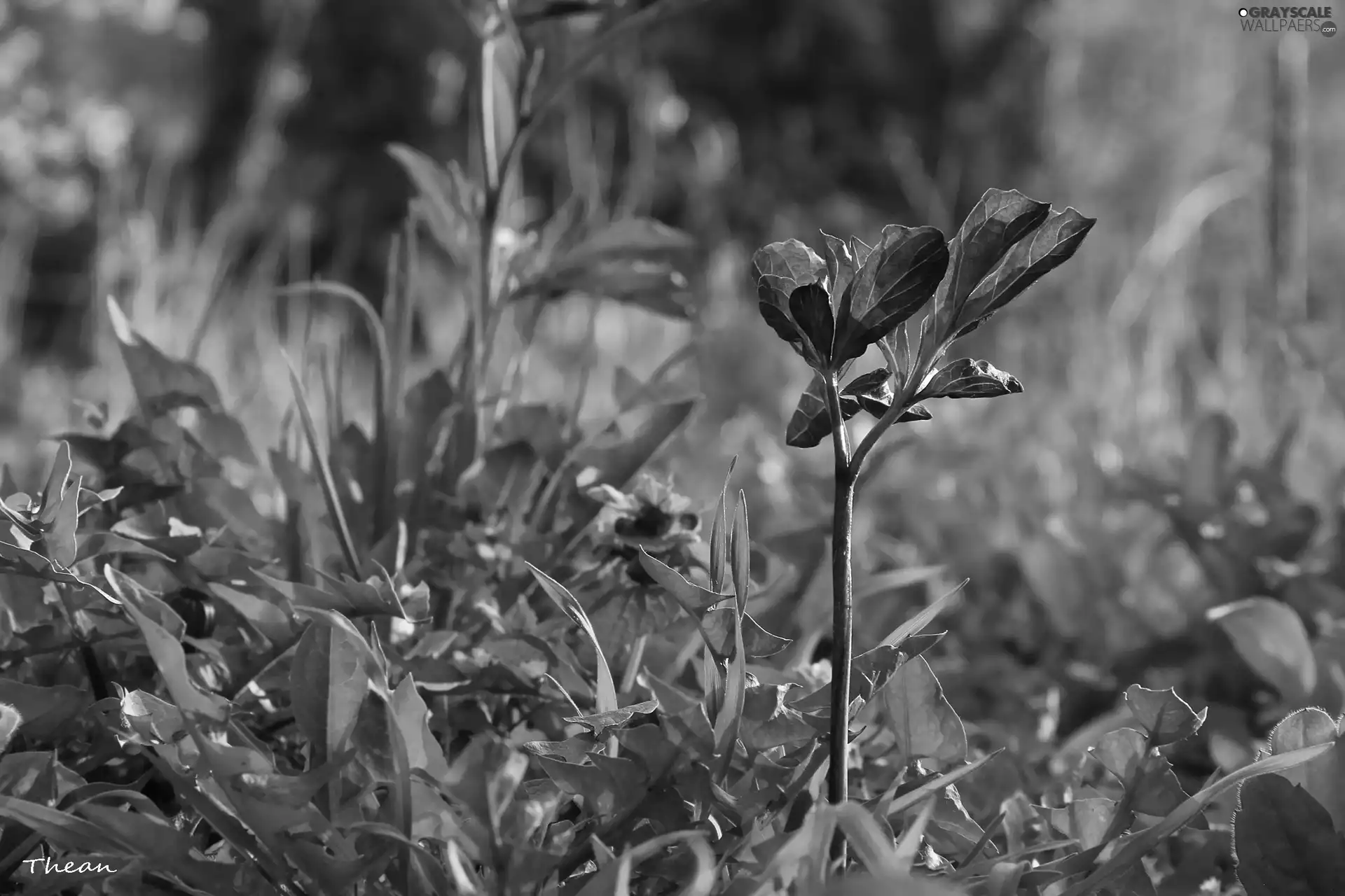 grass, Plants, Leaf