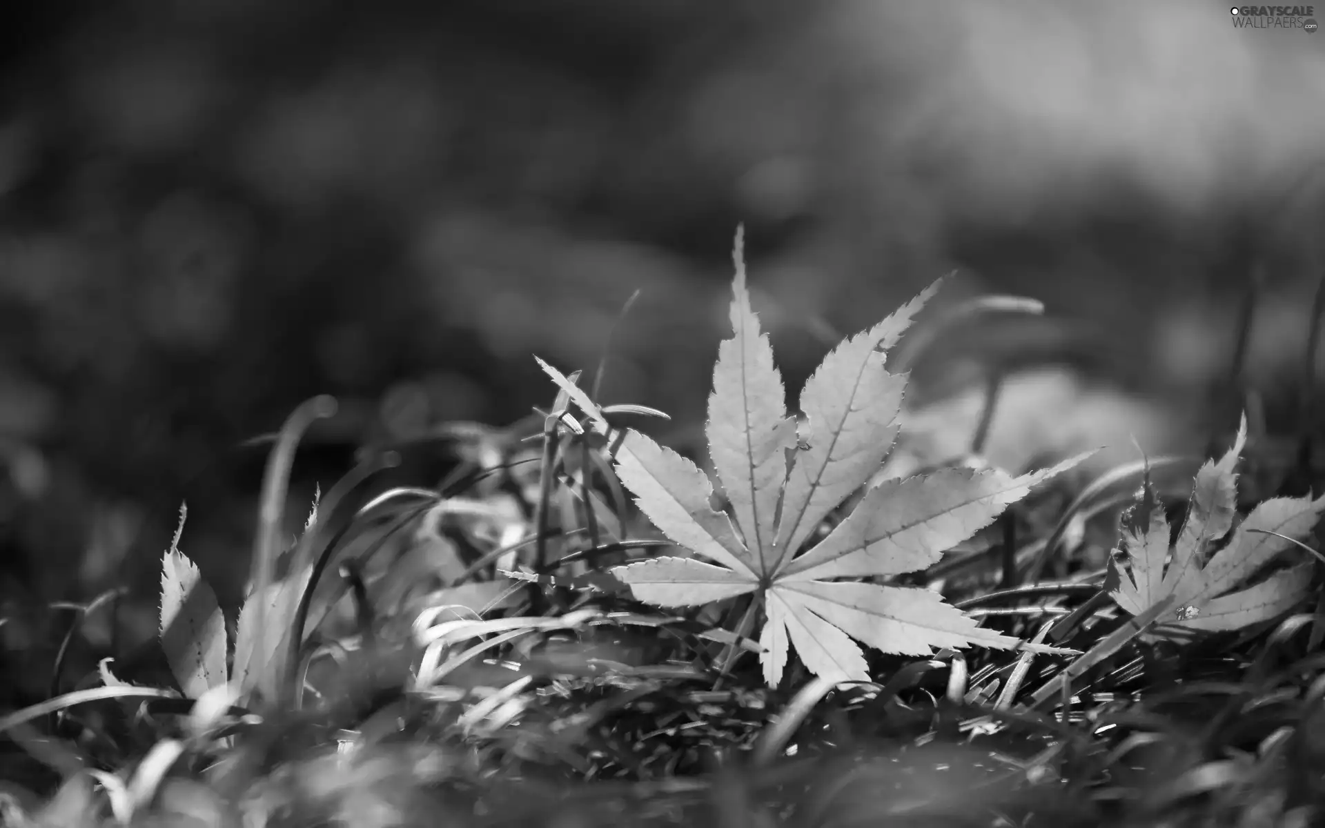 Leaf, grass