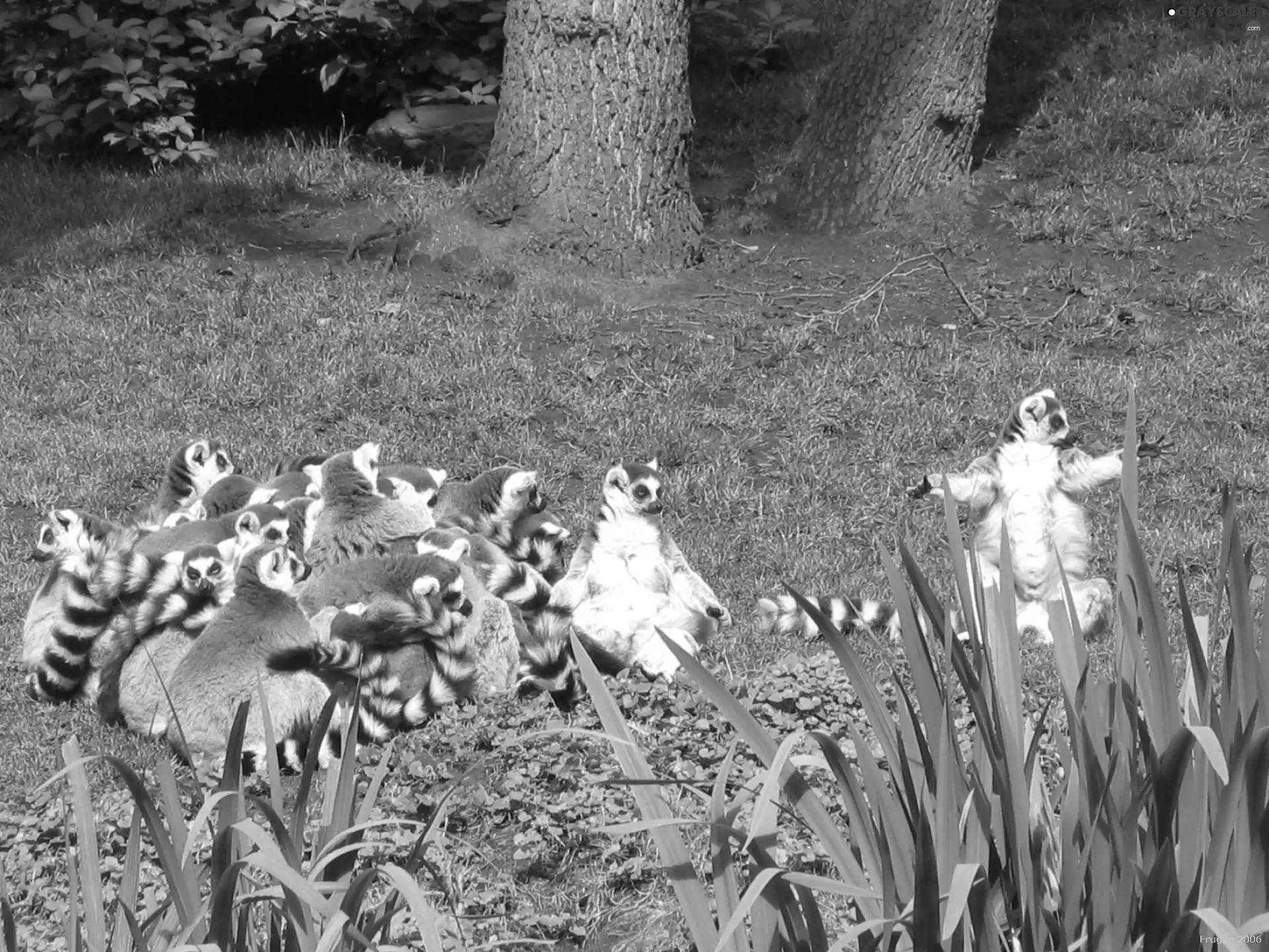grass, team, Lemurów