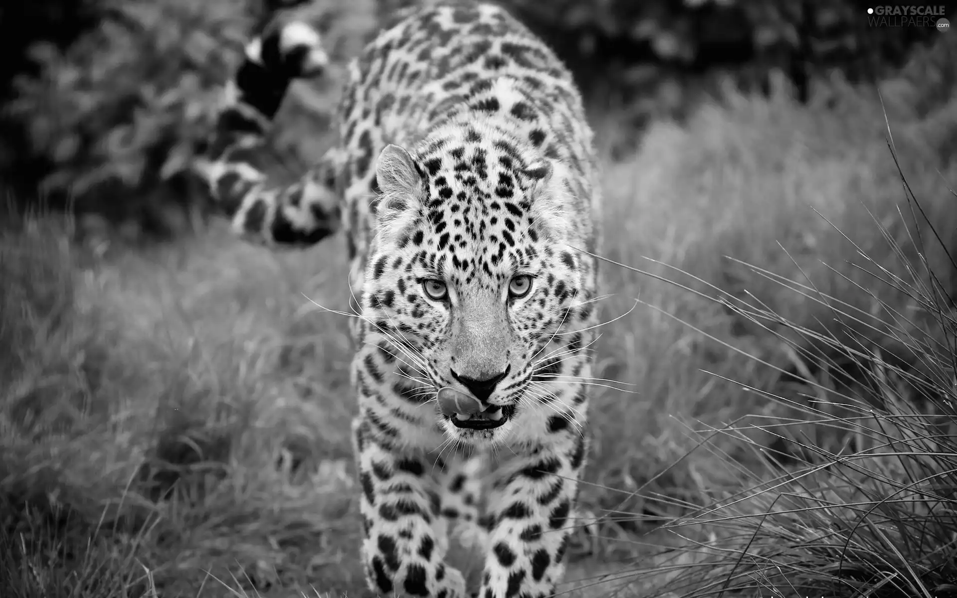 Leopards, Tounge, grass, mouth