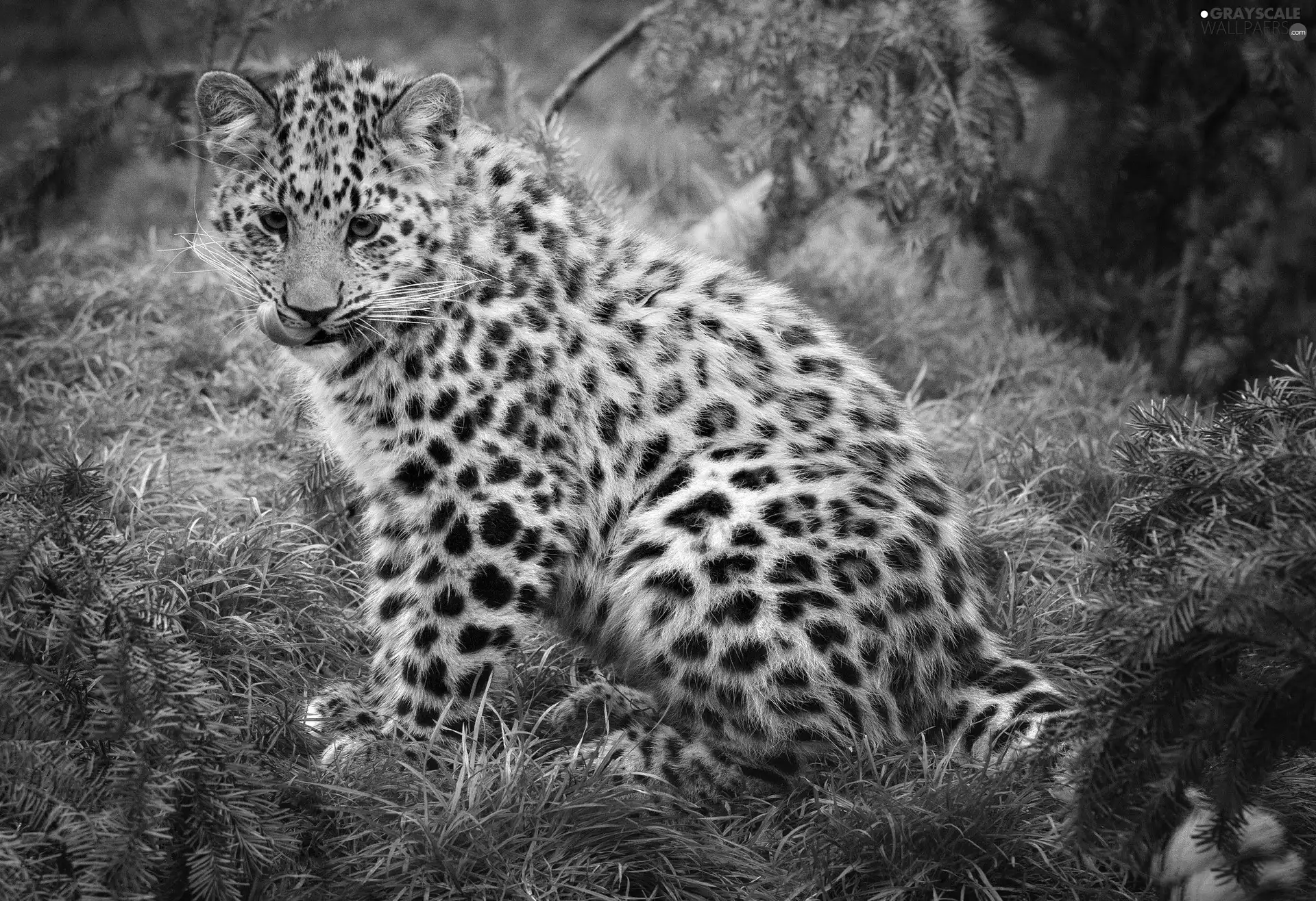 Leopards, grass