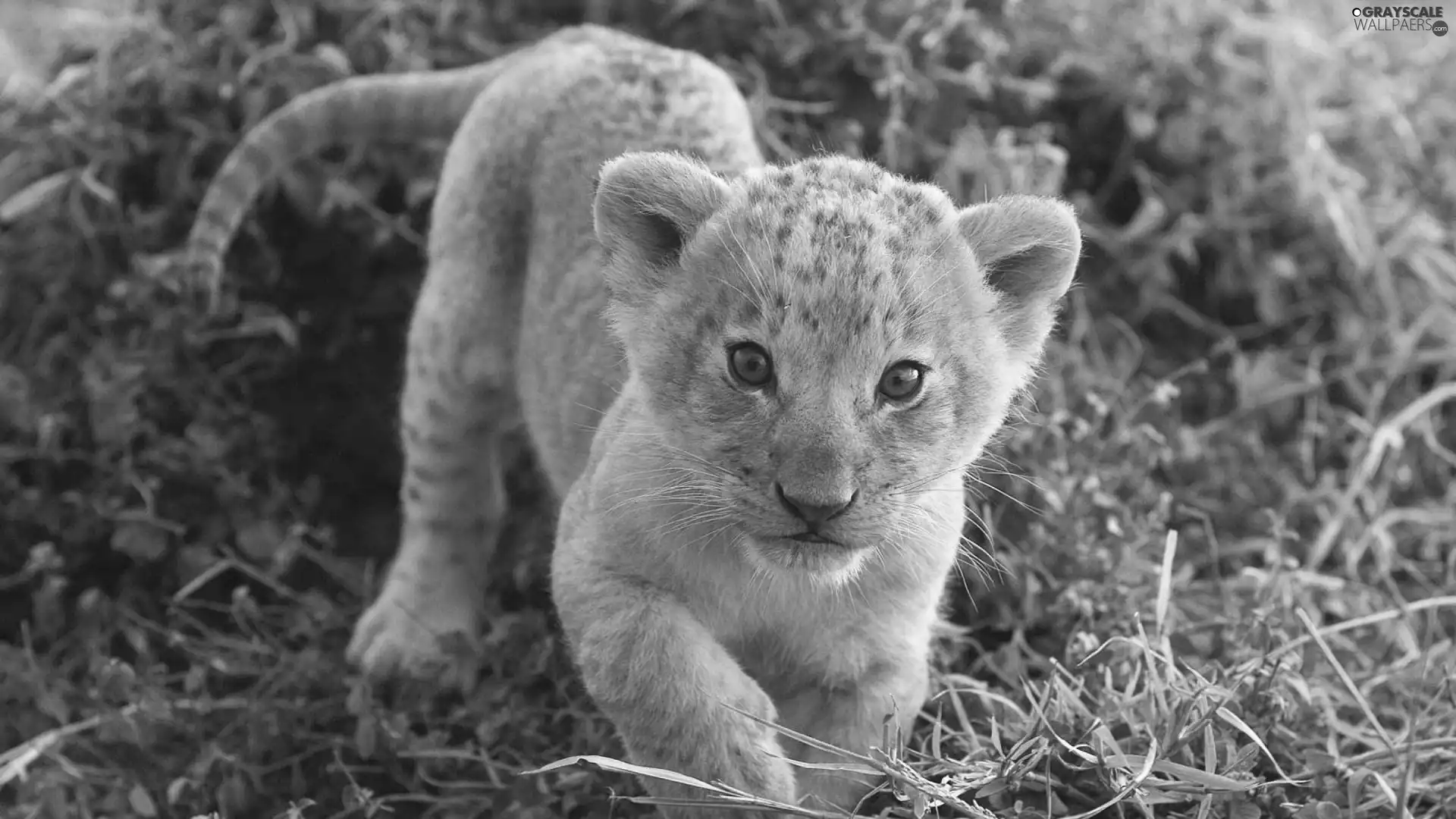 grass, small, Lion