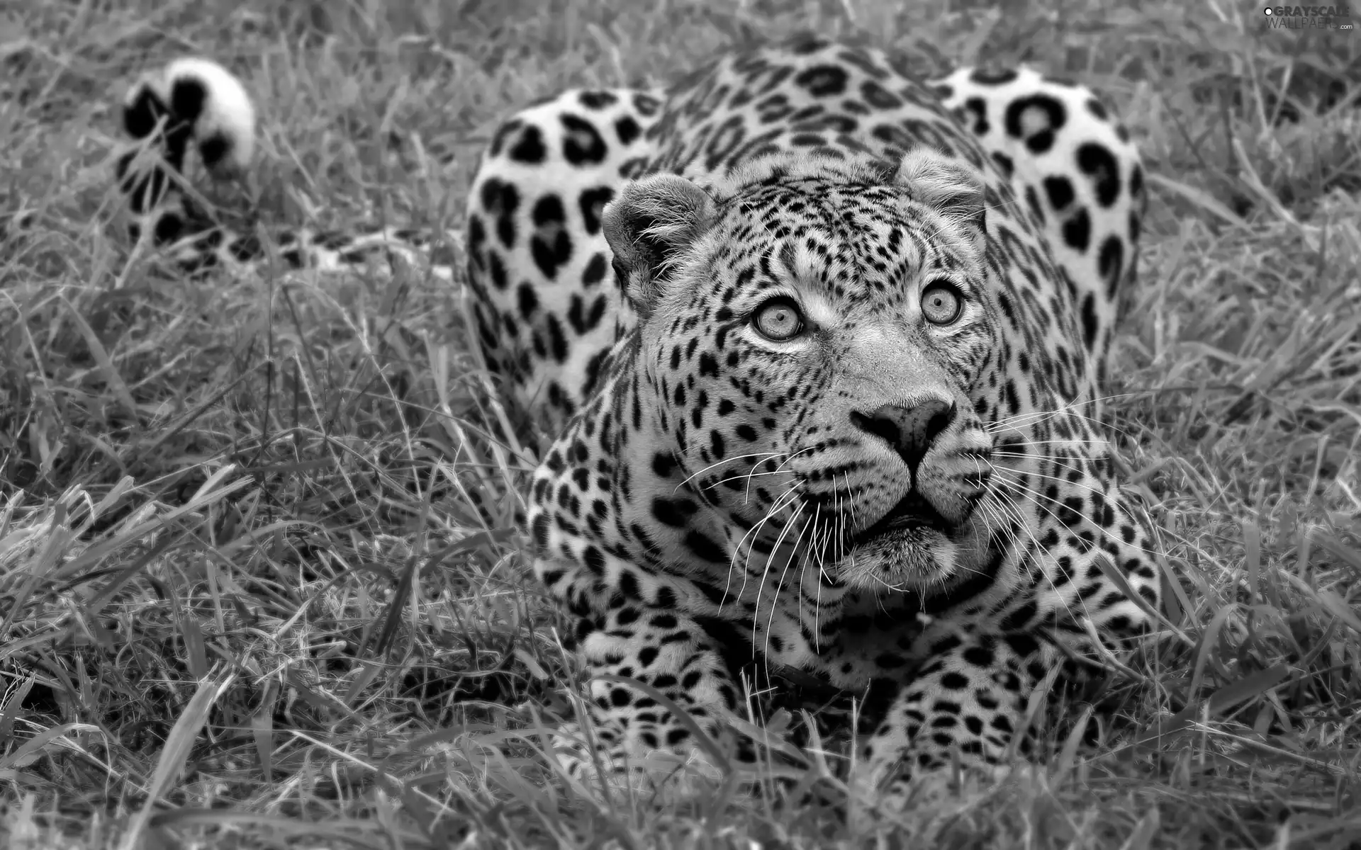 Leopards, grass