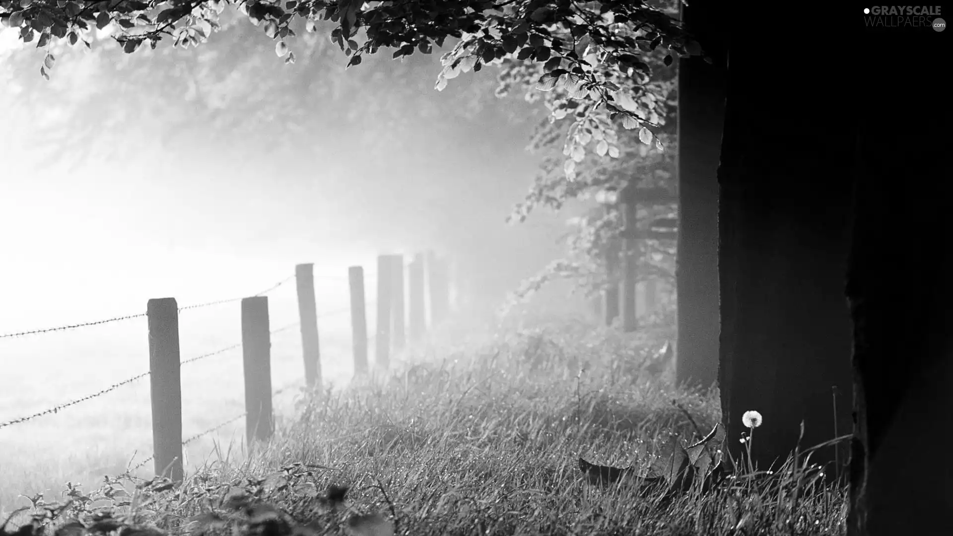 viewes, trees, grass, Fance, flash, luminosity, ligh, sun, Przebijające