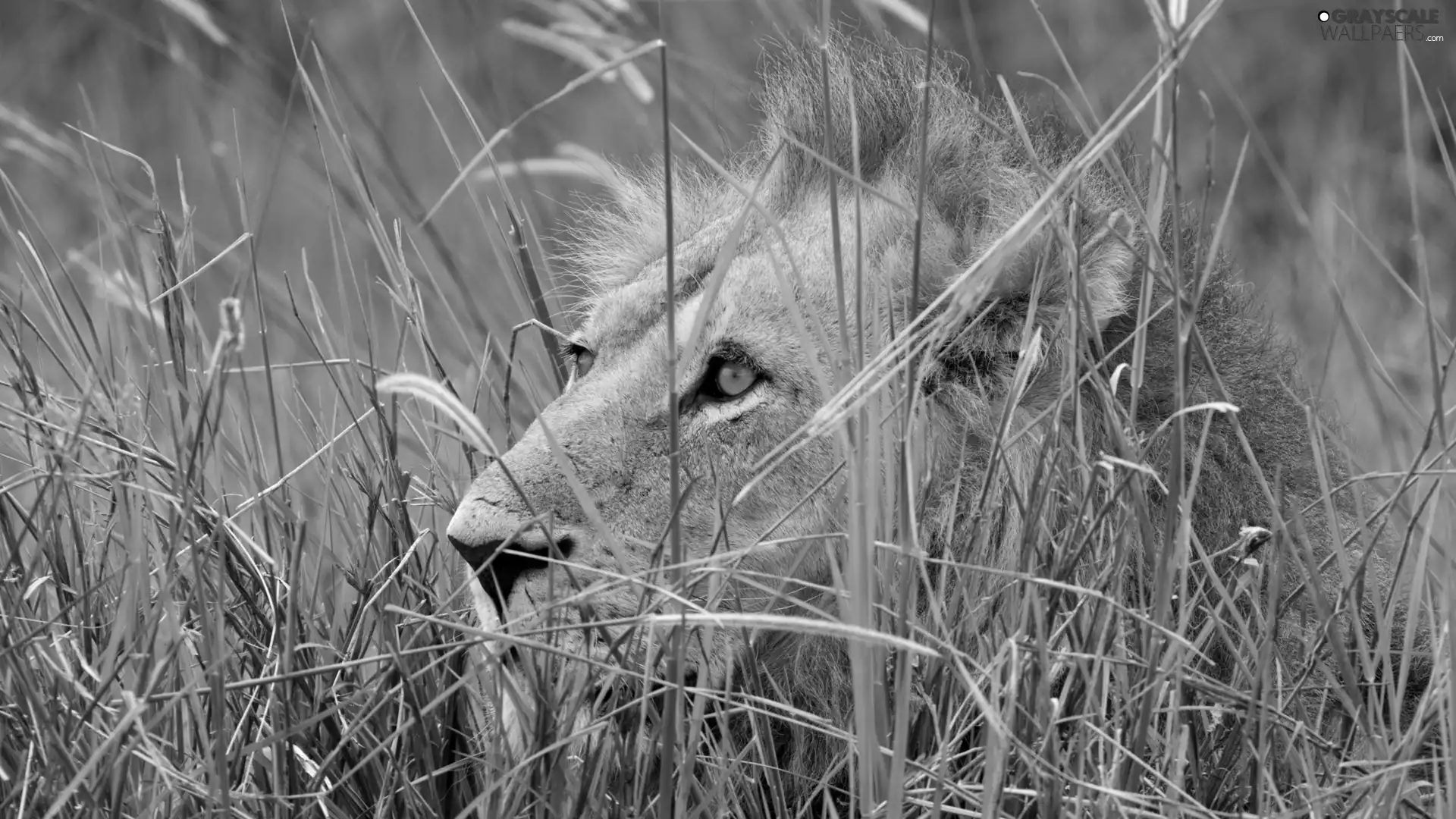 Lion, grass