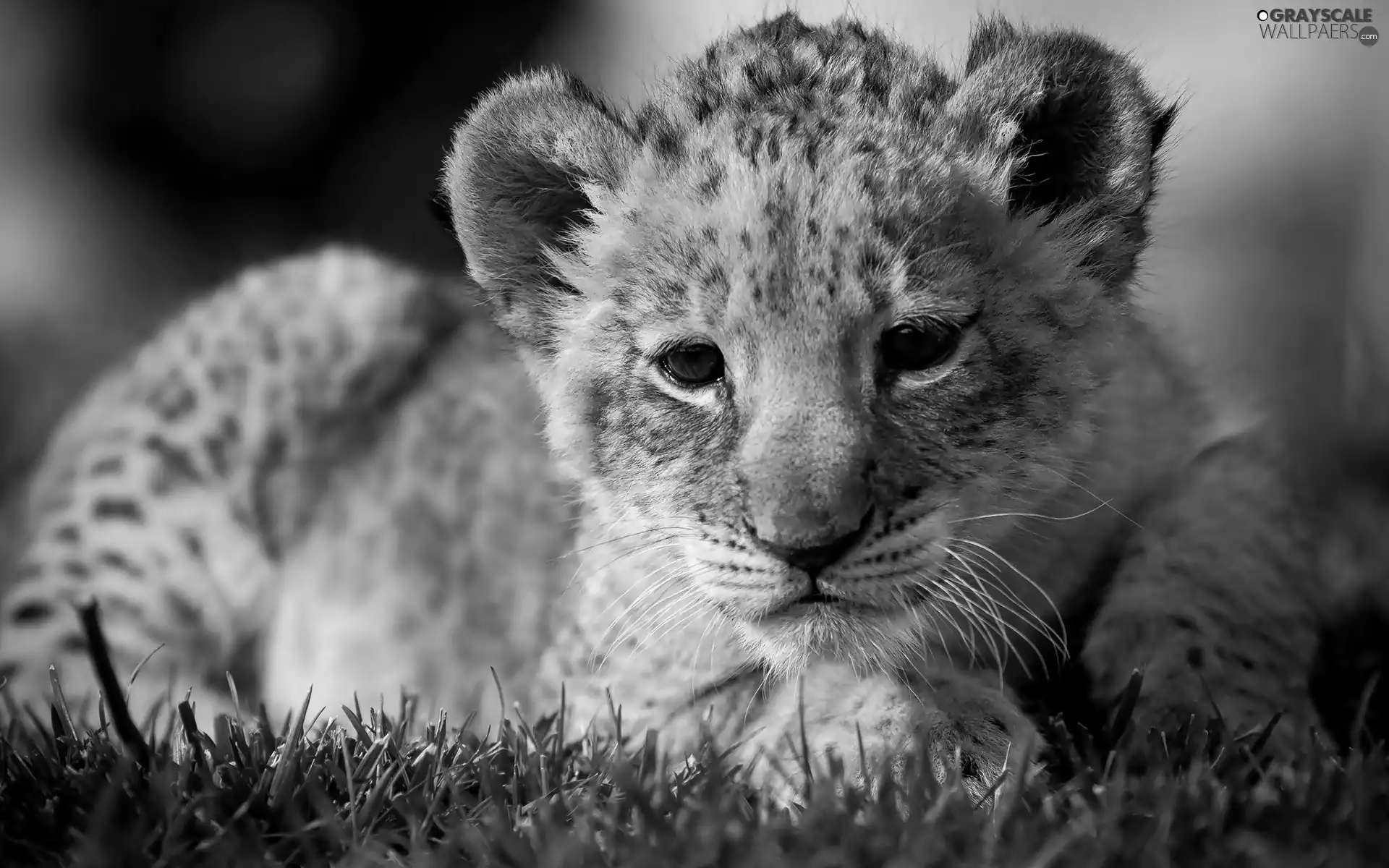 Lion, grass