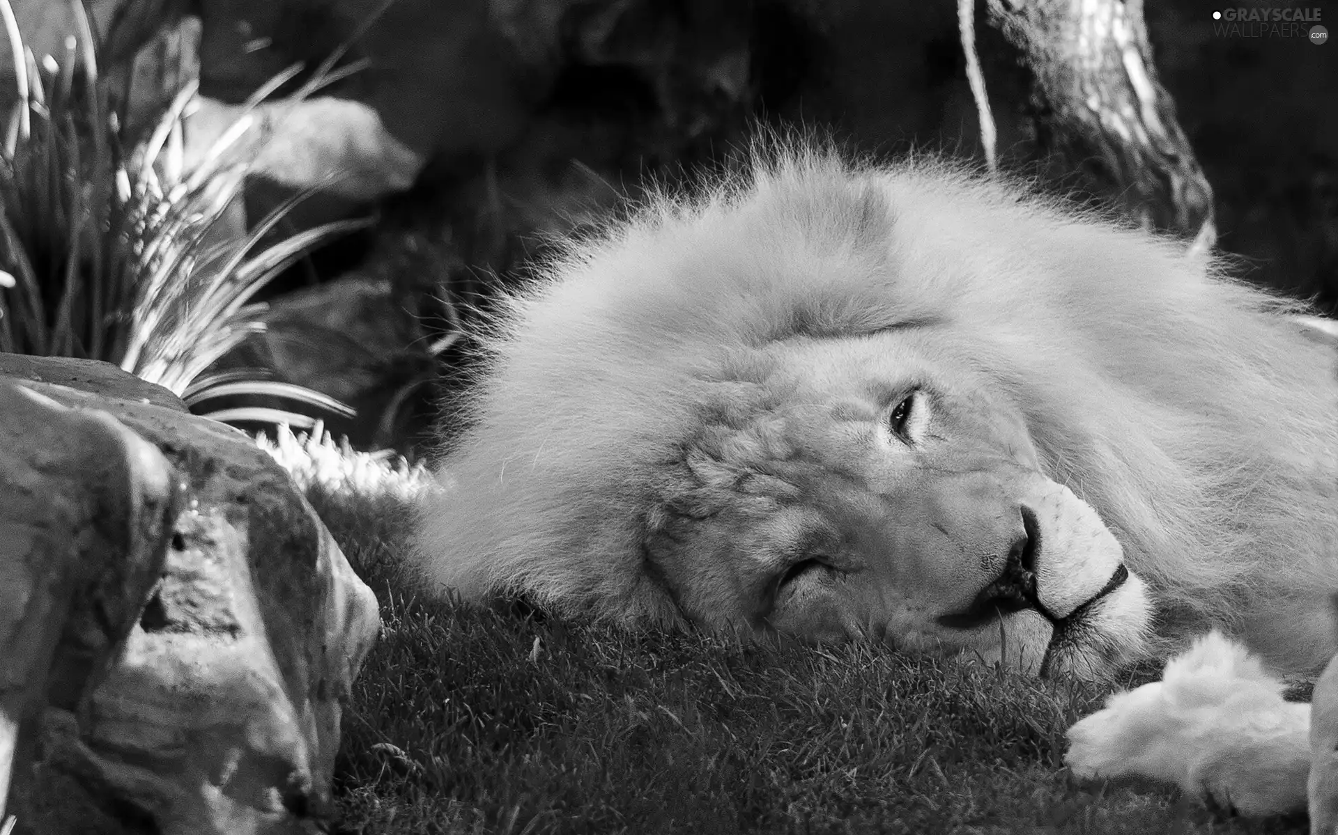 grass, sleepy, Lion