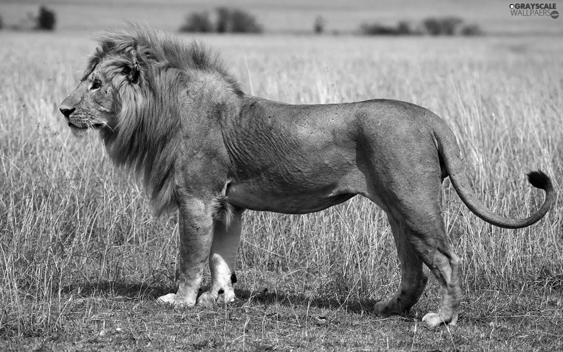 Lion, grass