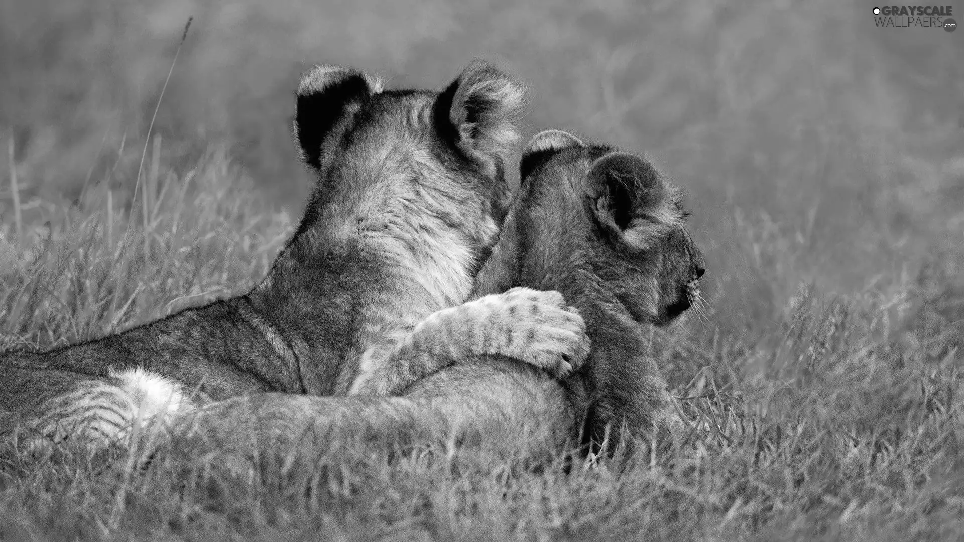 grass, Lion, Lioness