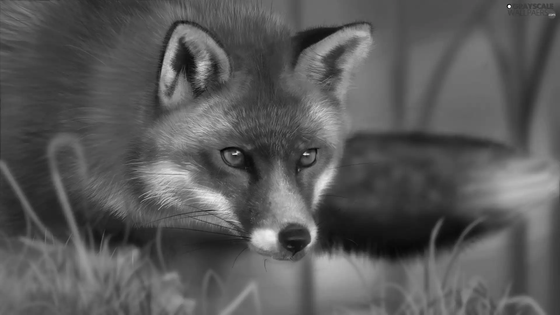 grass, muzzle, Lisa