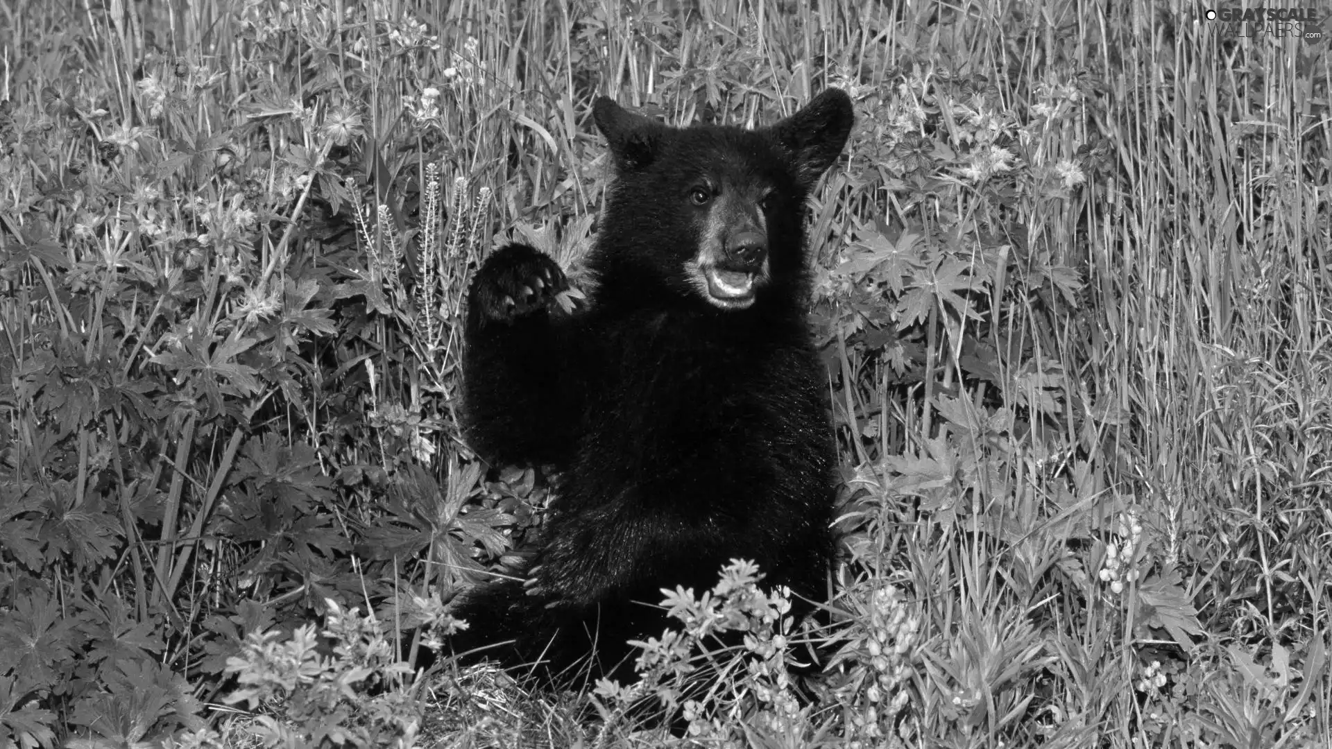 Flowers, little bear, grass