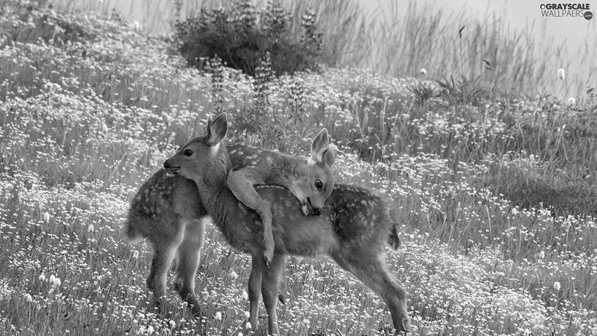 Two, deer, grass, little doggies