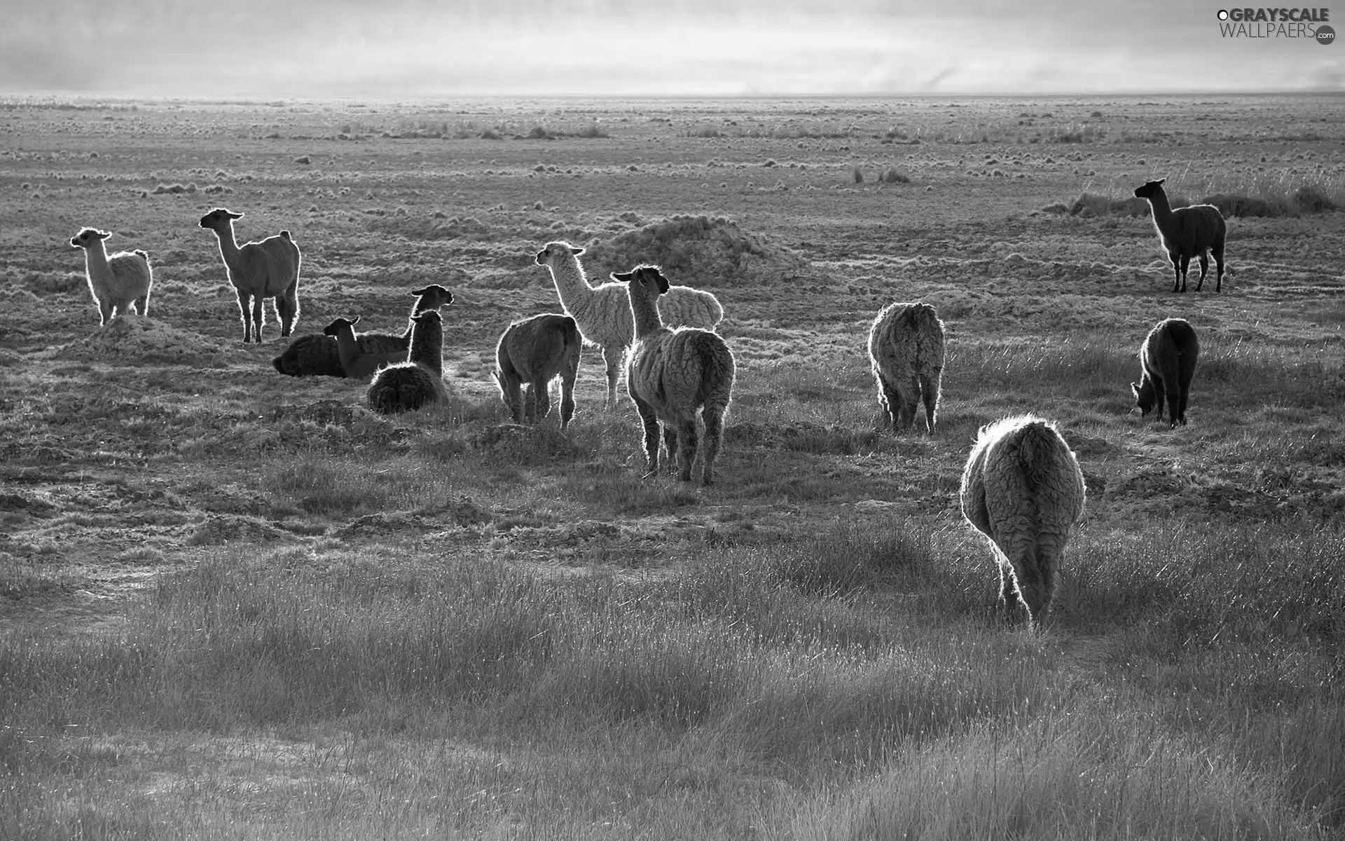 llama, grass