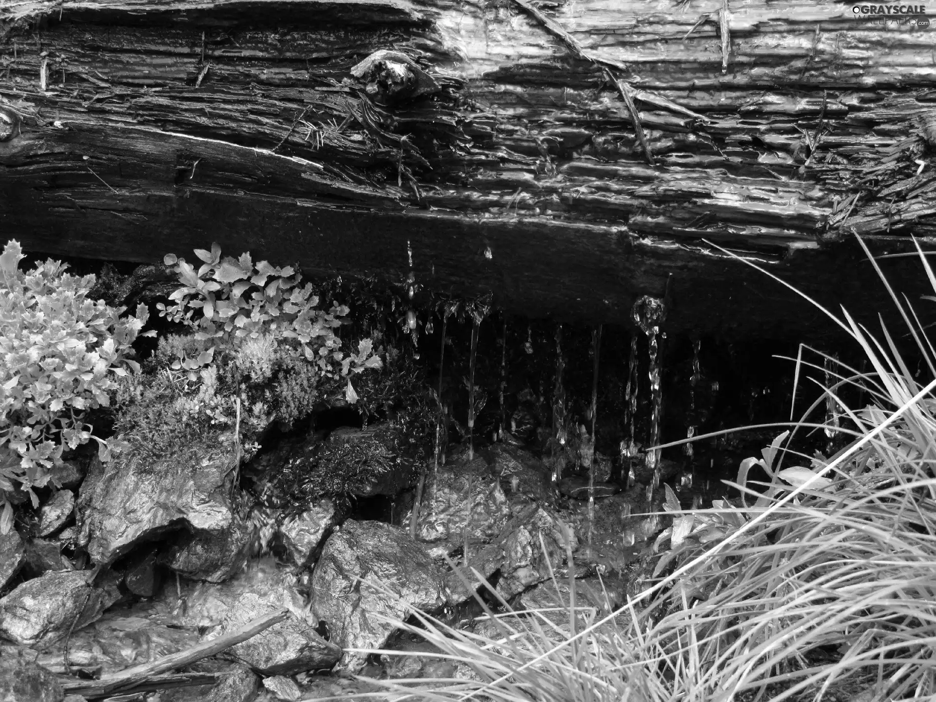 log, rocks, grass, water