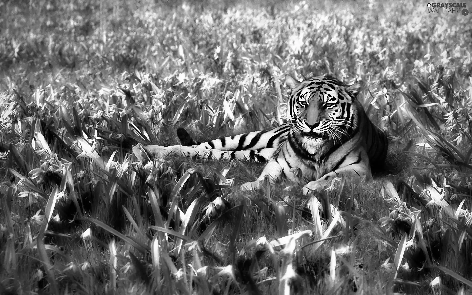 lying, Flowers, grass, tiger