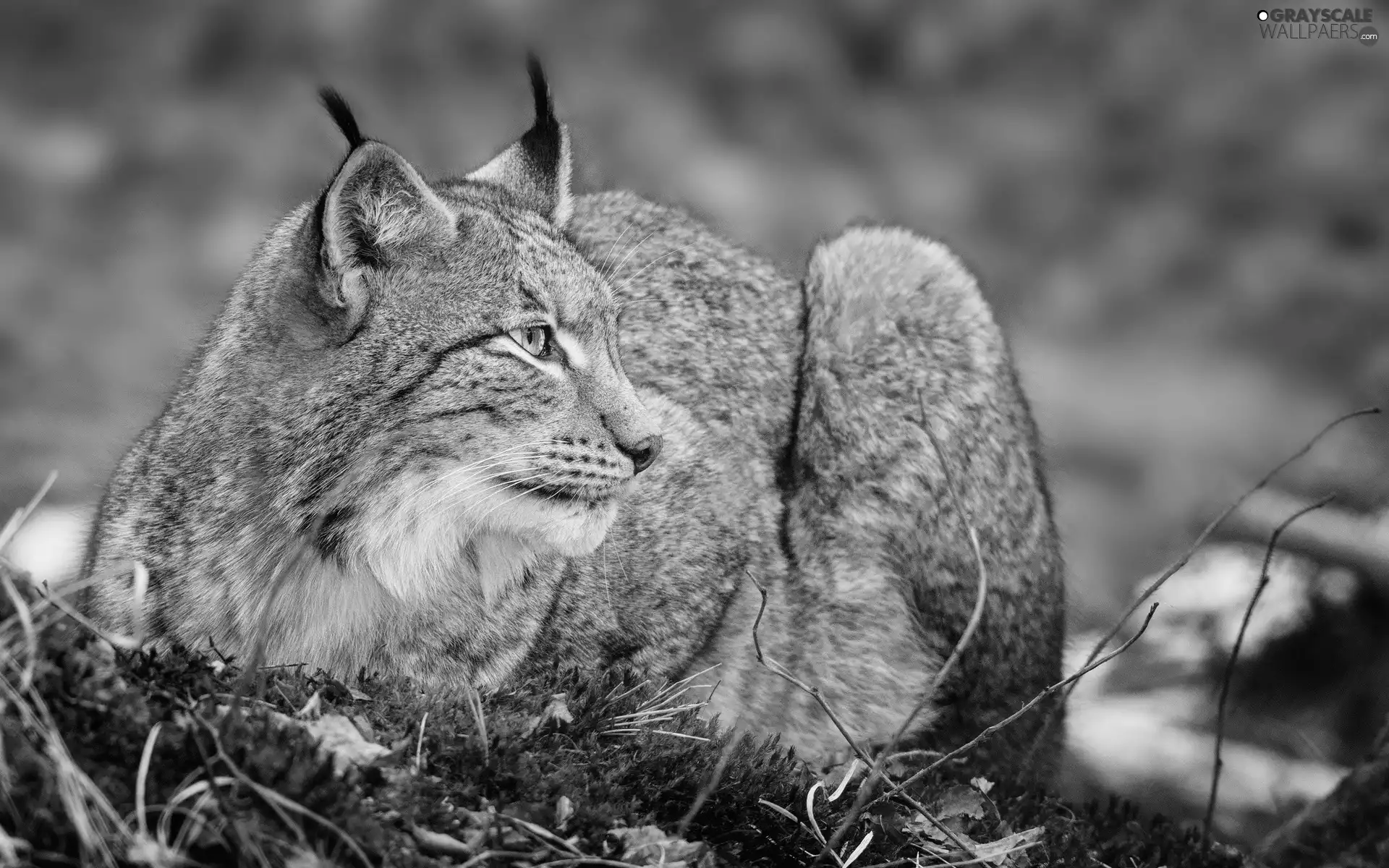 Lynx, grass