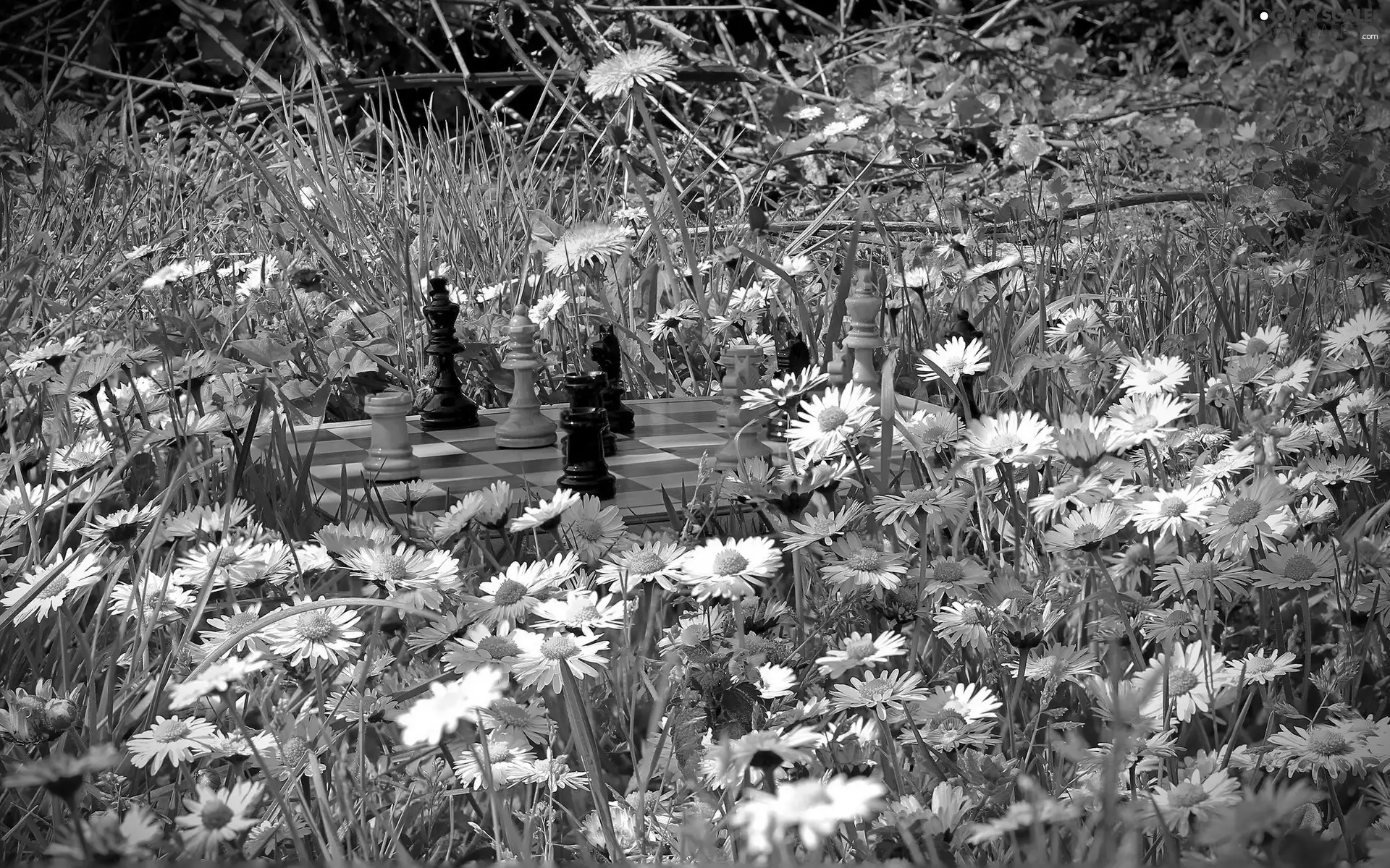chess, daisies