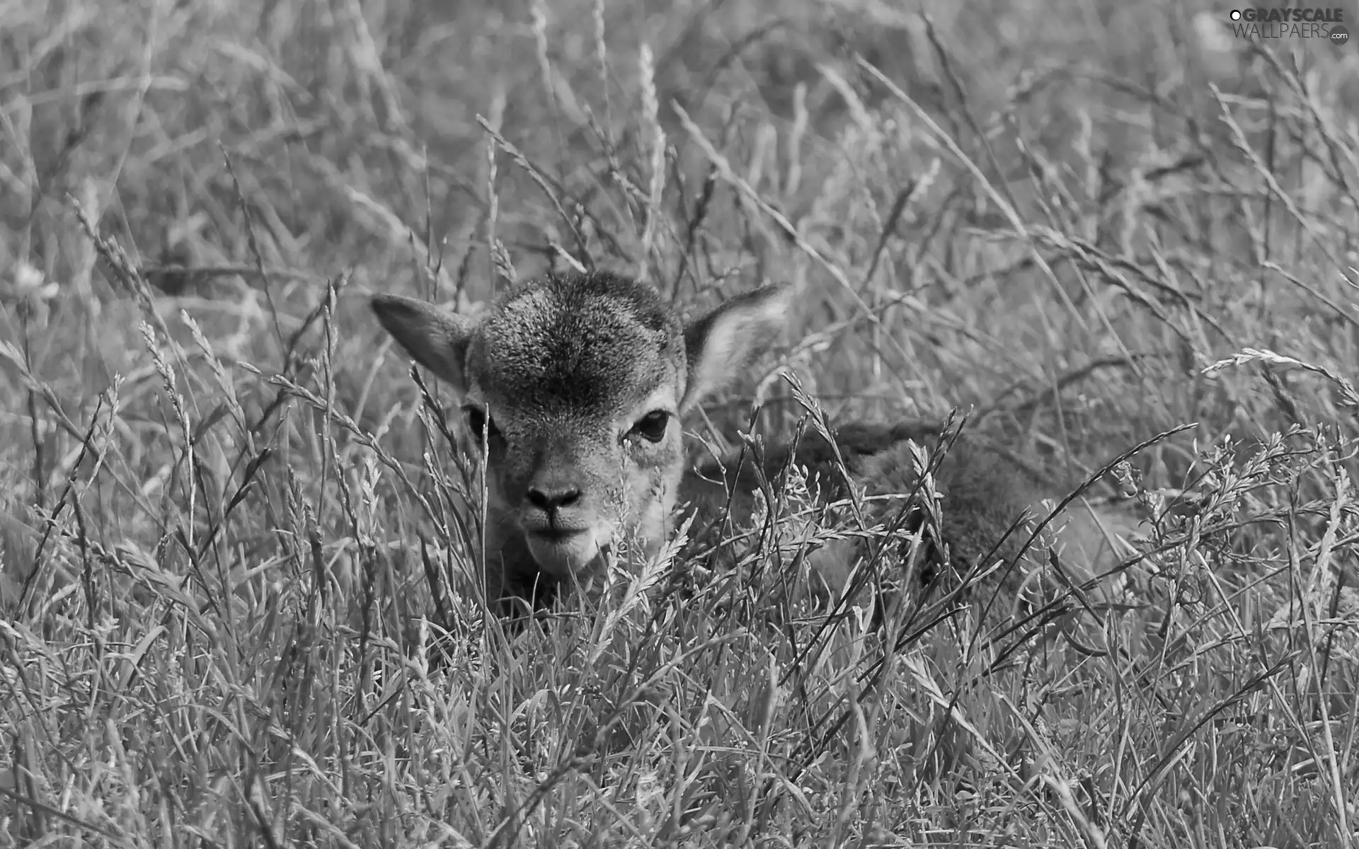 grass, deer, Meadow