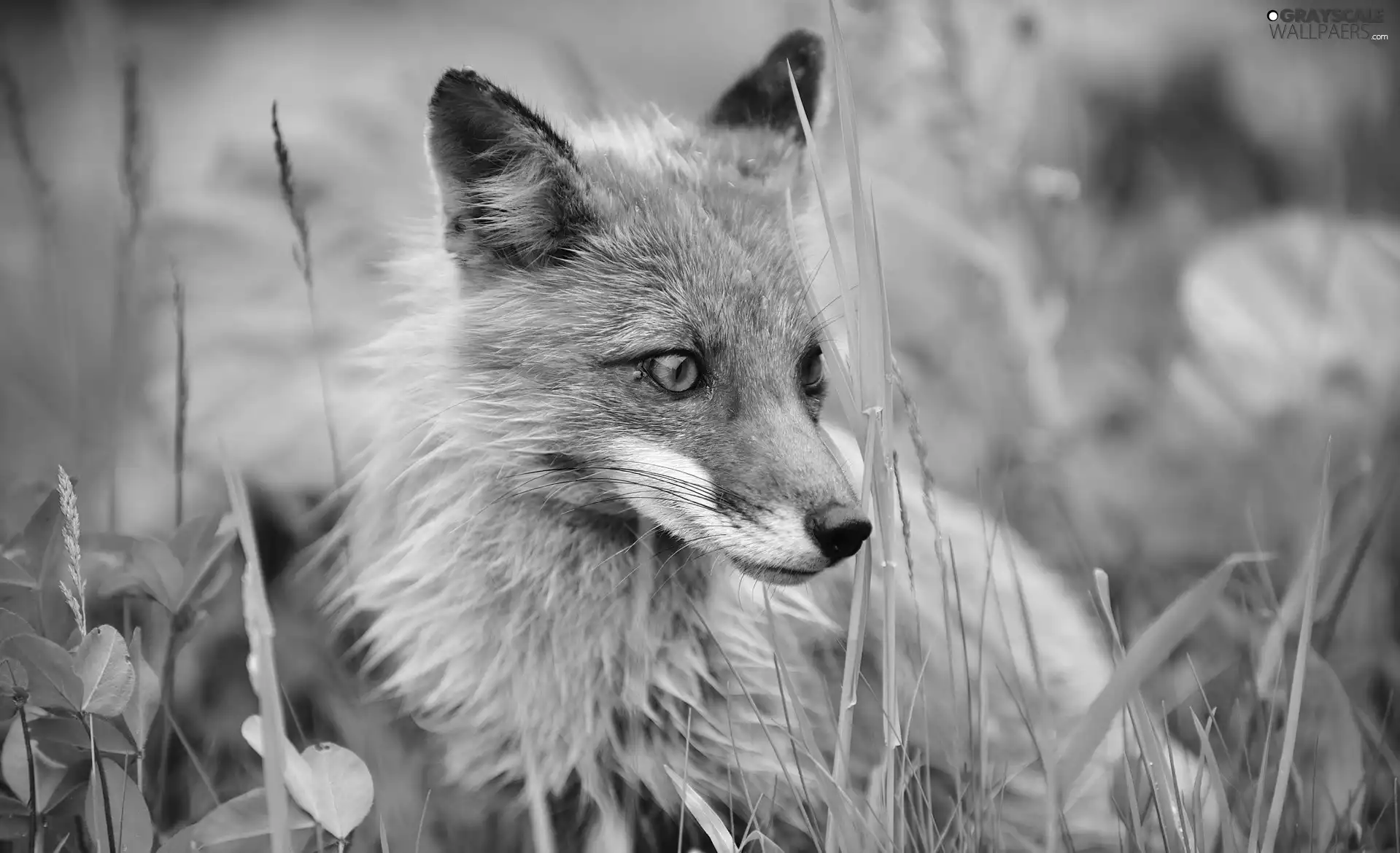 grass, Fox, Meadow