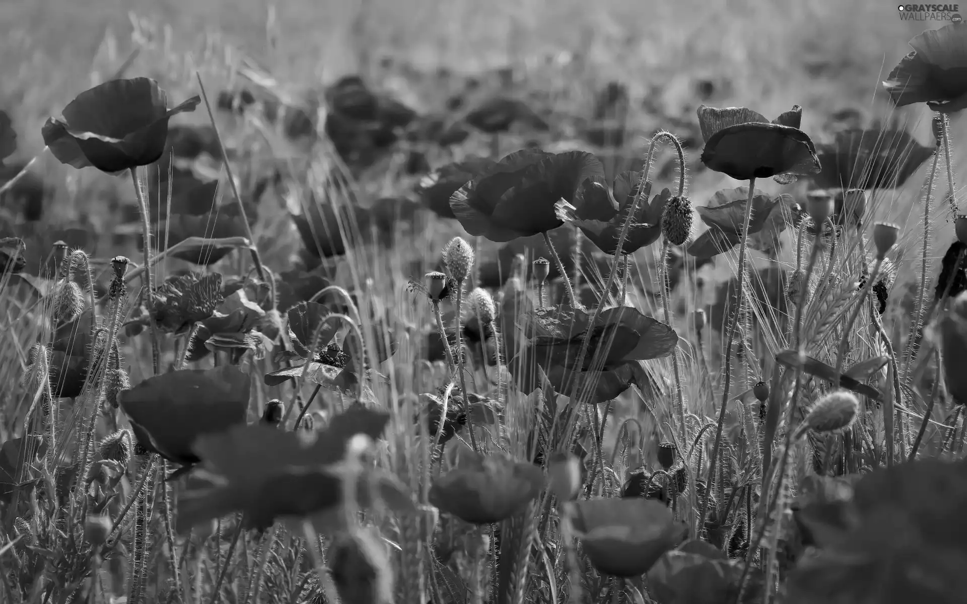 grass, papavers, Meadow